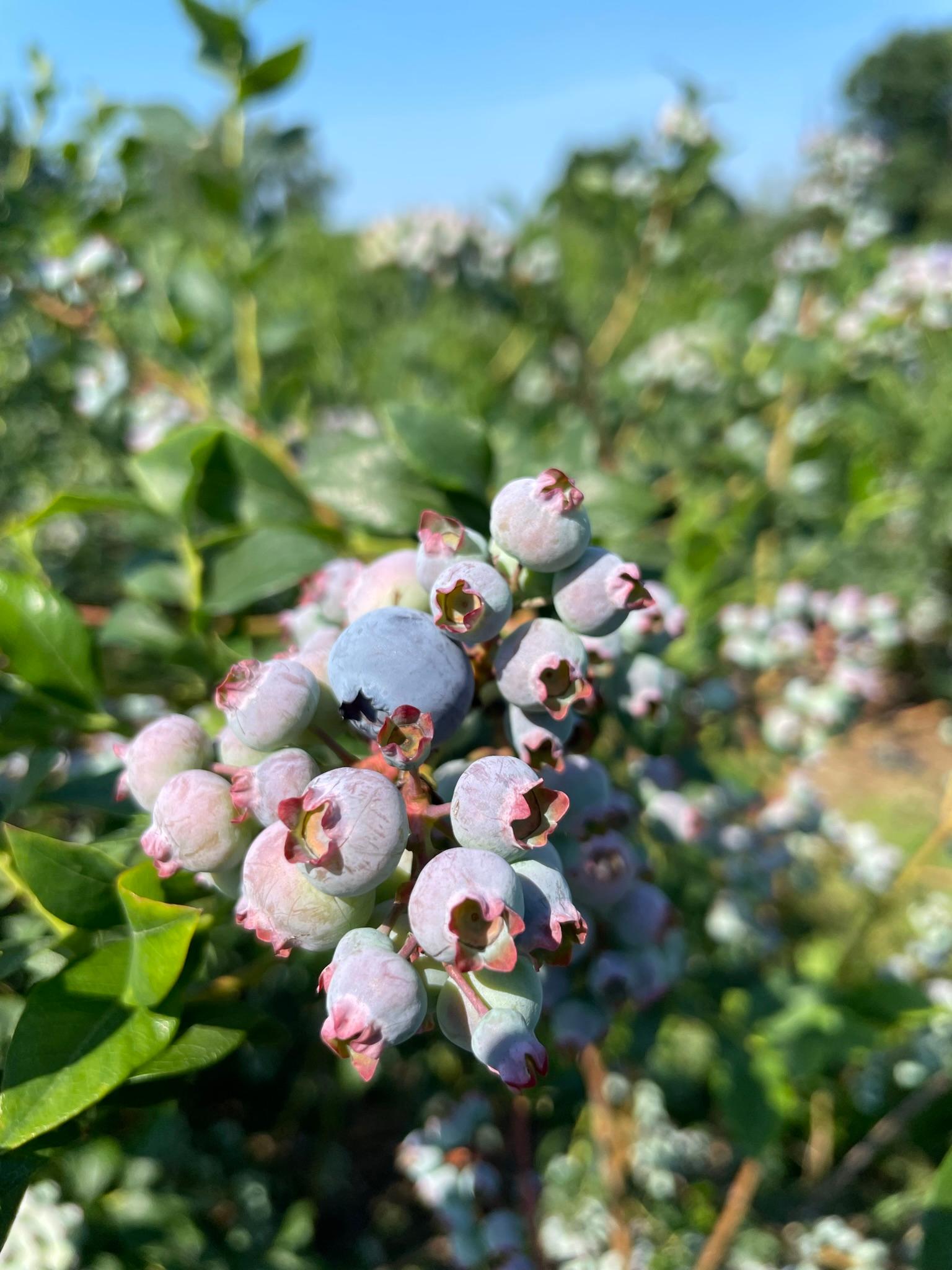 Blueberries