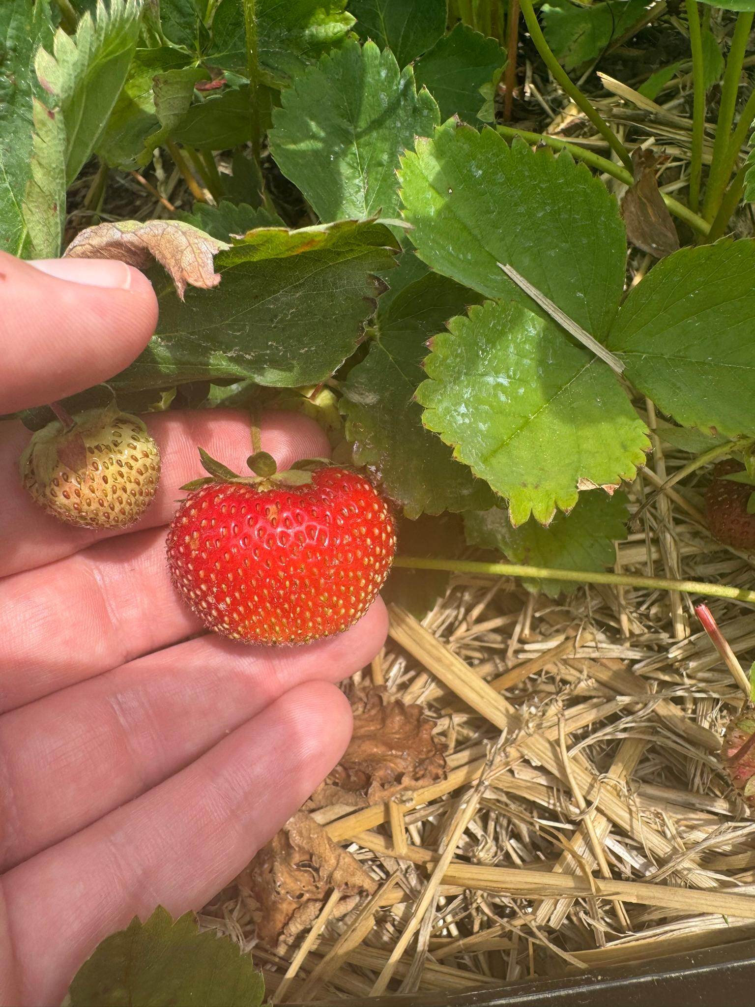 Strawberry_Verellen_June26_2025.JPEG