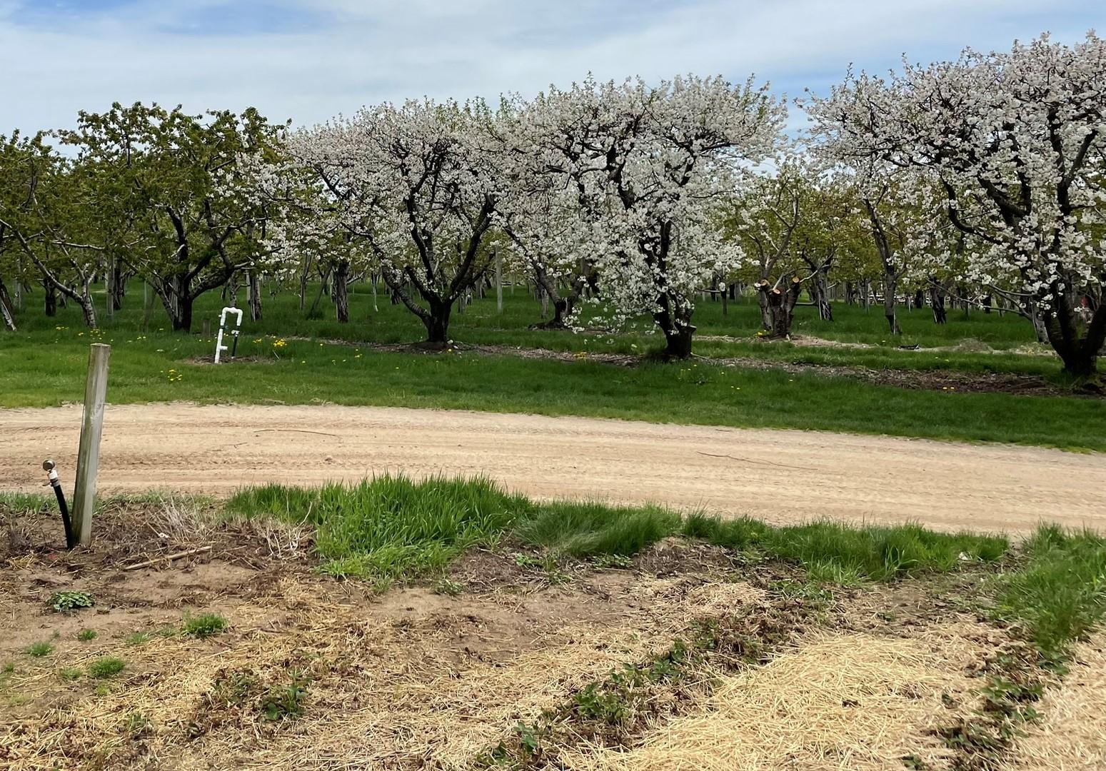 Sweet cherries and tart cherries in an orchard.