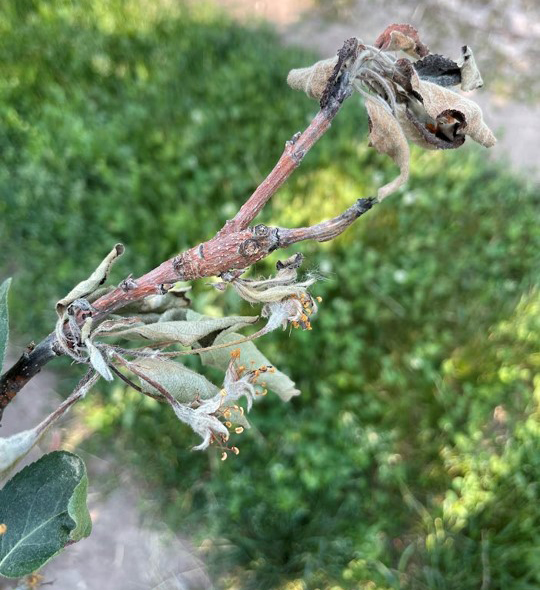 Nectria Twig Blight on apple leaf.