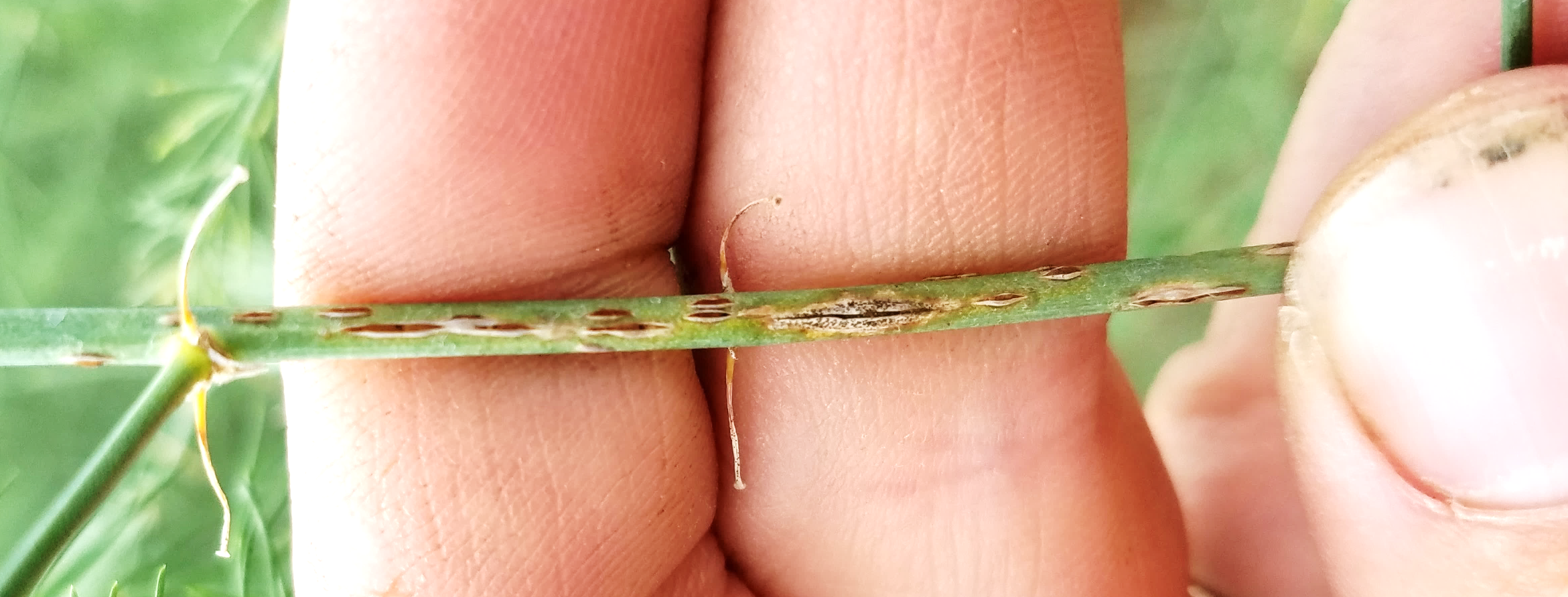 Orange, blistery rust uredospore lesions signify the repeating stage of rust that can cause epidemics. Scout for rust on the side and secondary branches of at-risk fields. Photo by Ben Werling, MSU Extension.