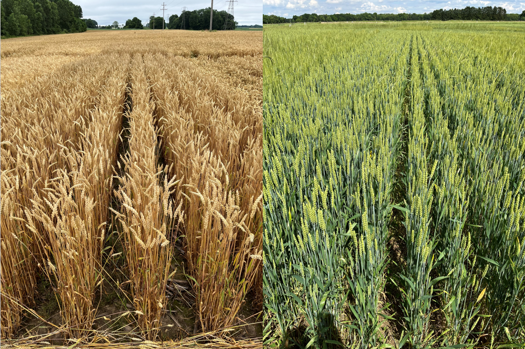 Wheat_Research.png