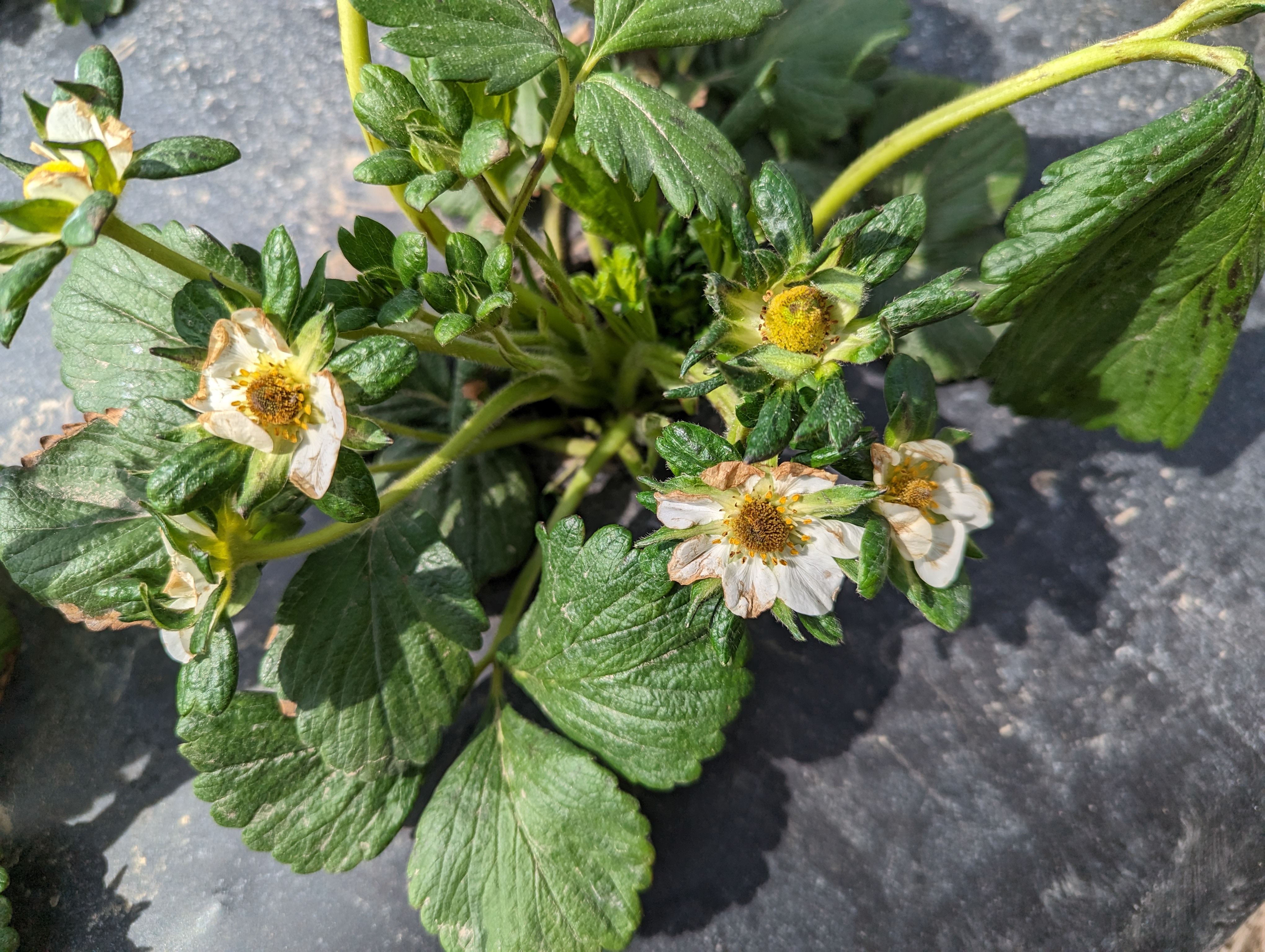 Brown and wilted strawberry plants from freeze damage.