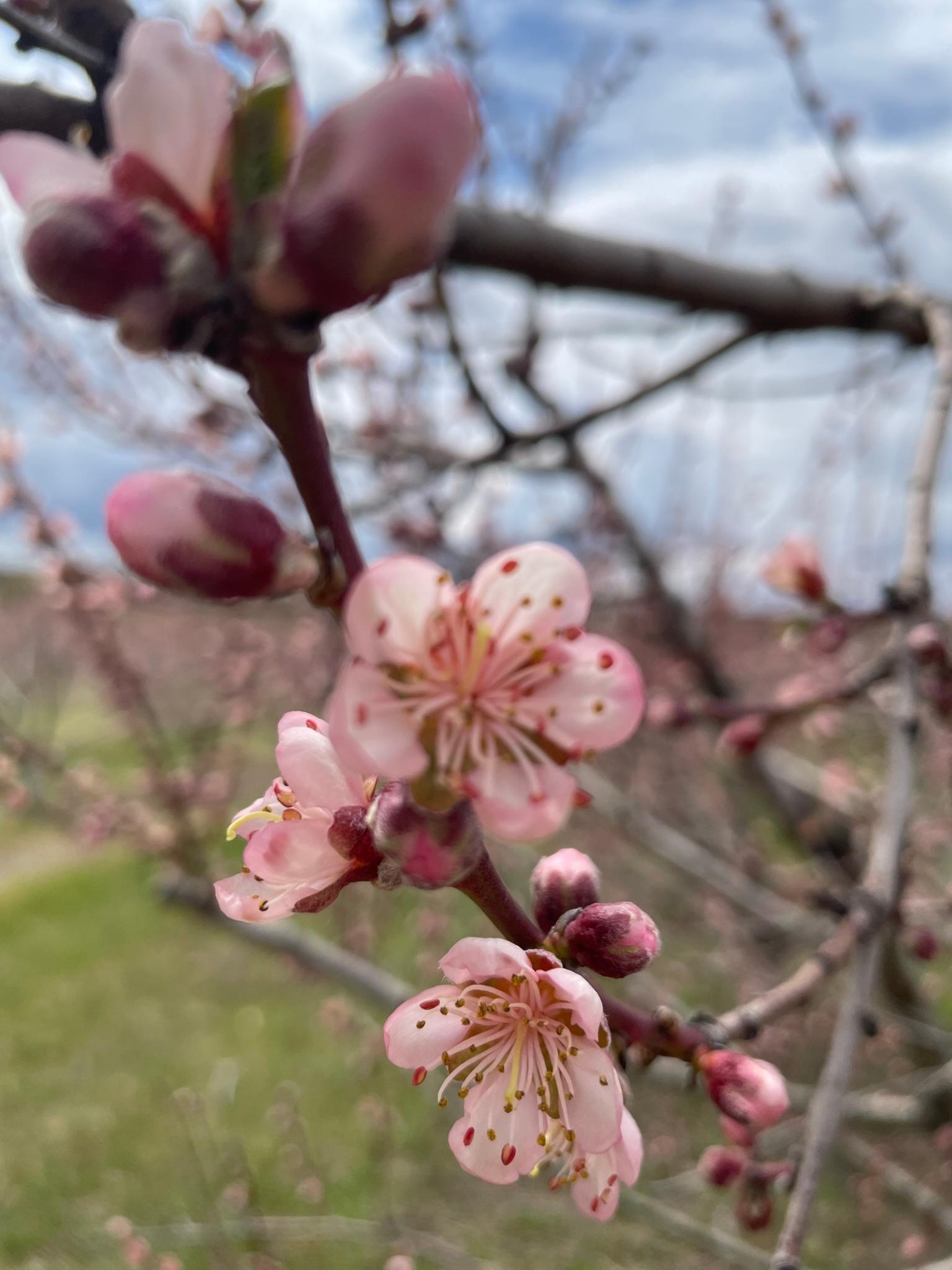 Peach blossoms