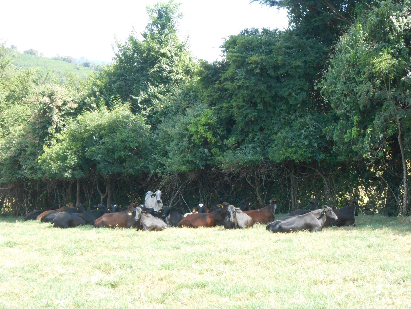 Dairy cattle grazing under the shade