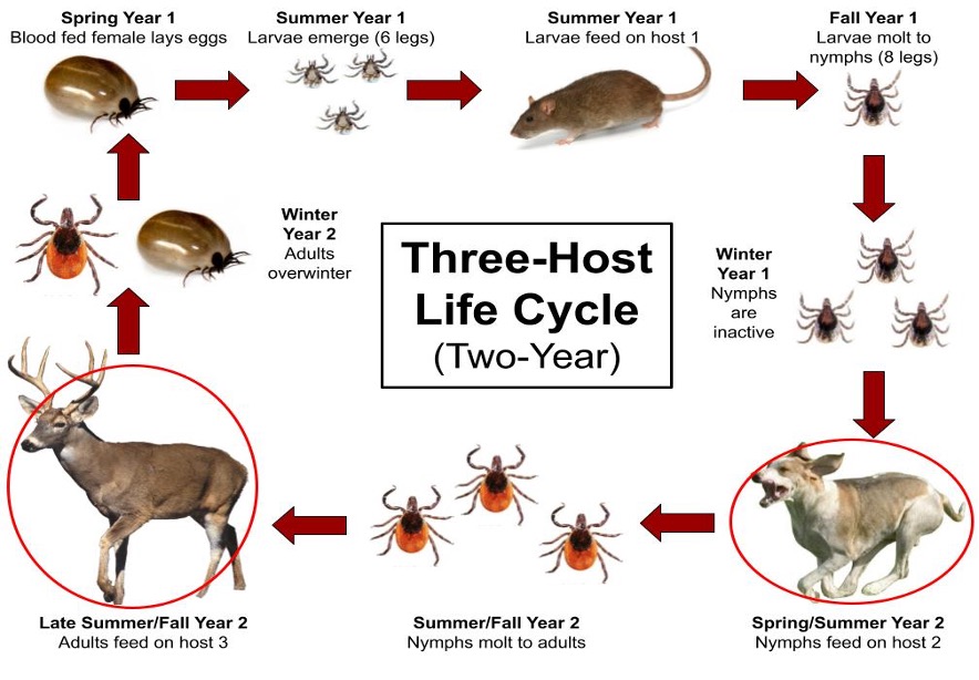 Three-Host Life Cycle