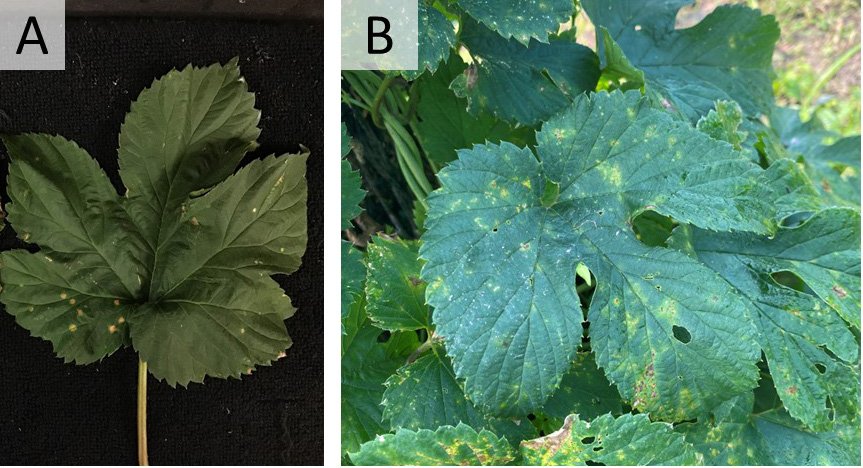 Small brown lesions on hop leaves.