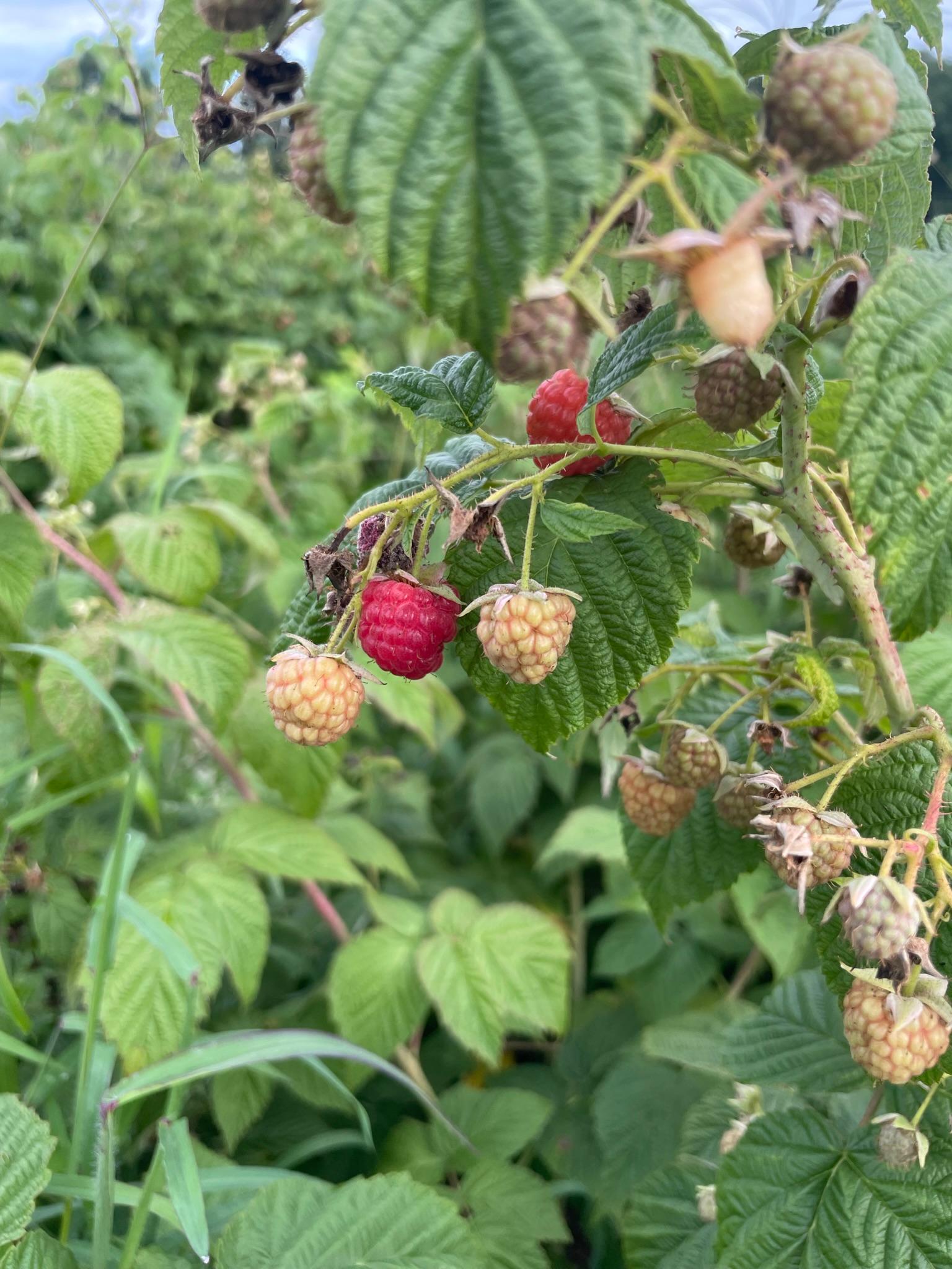 Raspberries on a bush