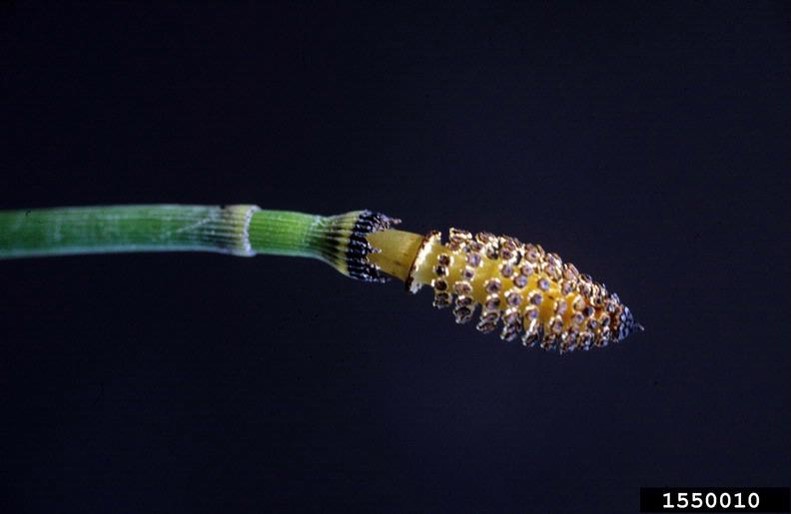 Spores at the end of field horsetail.