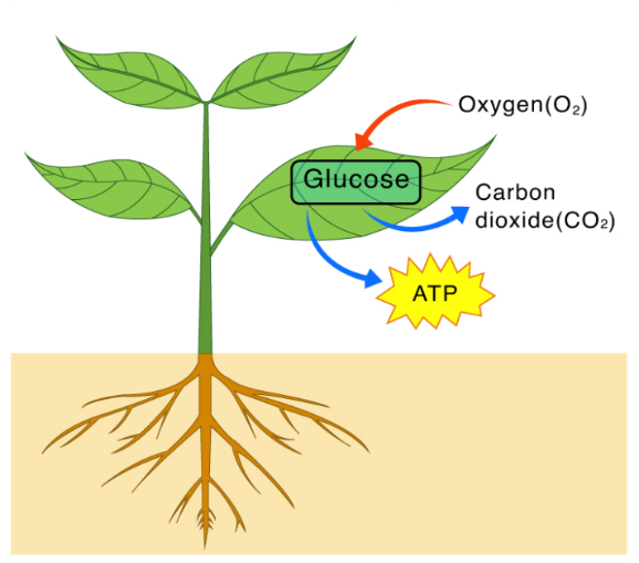 Respiration.png