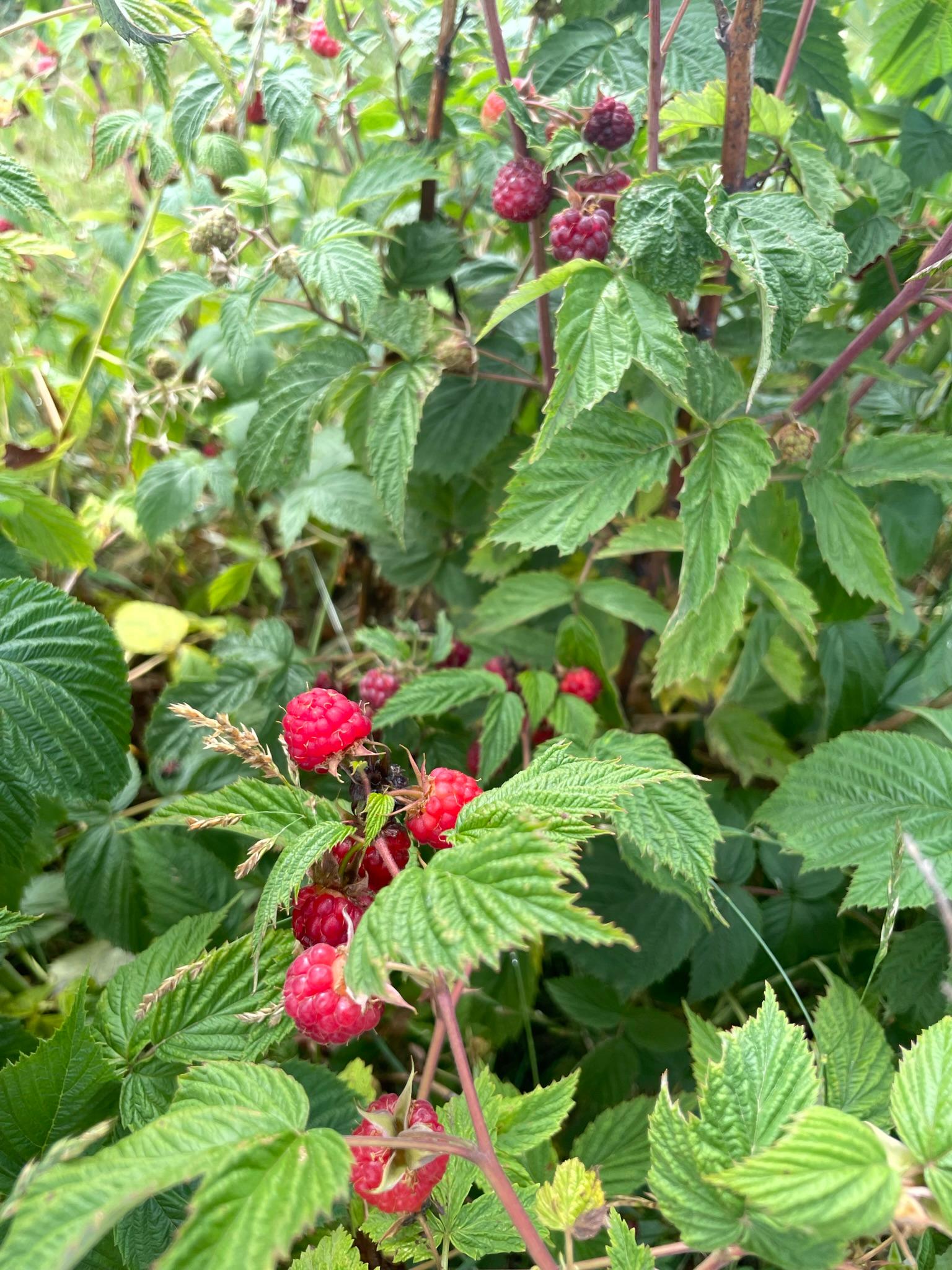 Raspberries