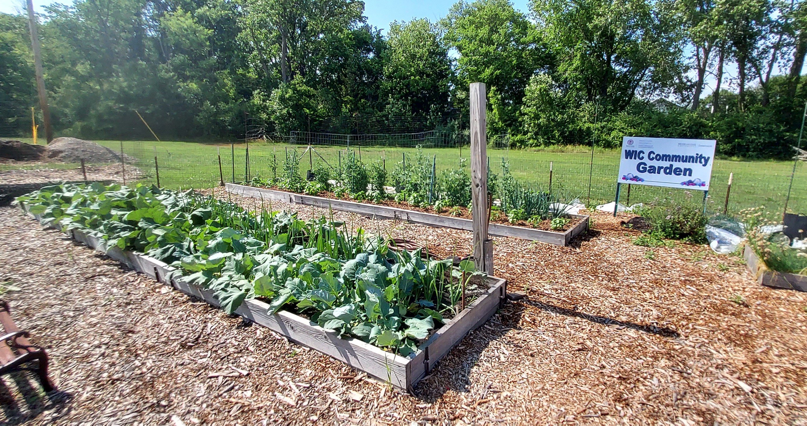 Gardening beds full of vegetables and plants at the WIC community garden.