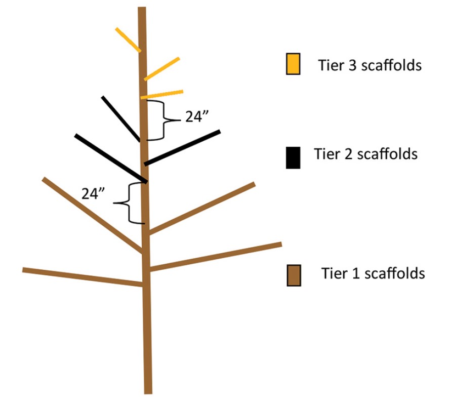 Diagram showing the development of scaffold tiers.