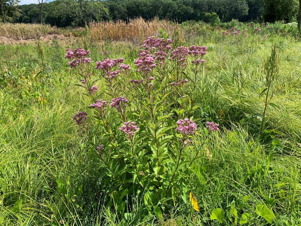 Joe Pye weed in a fen.