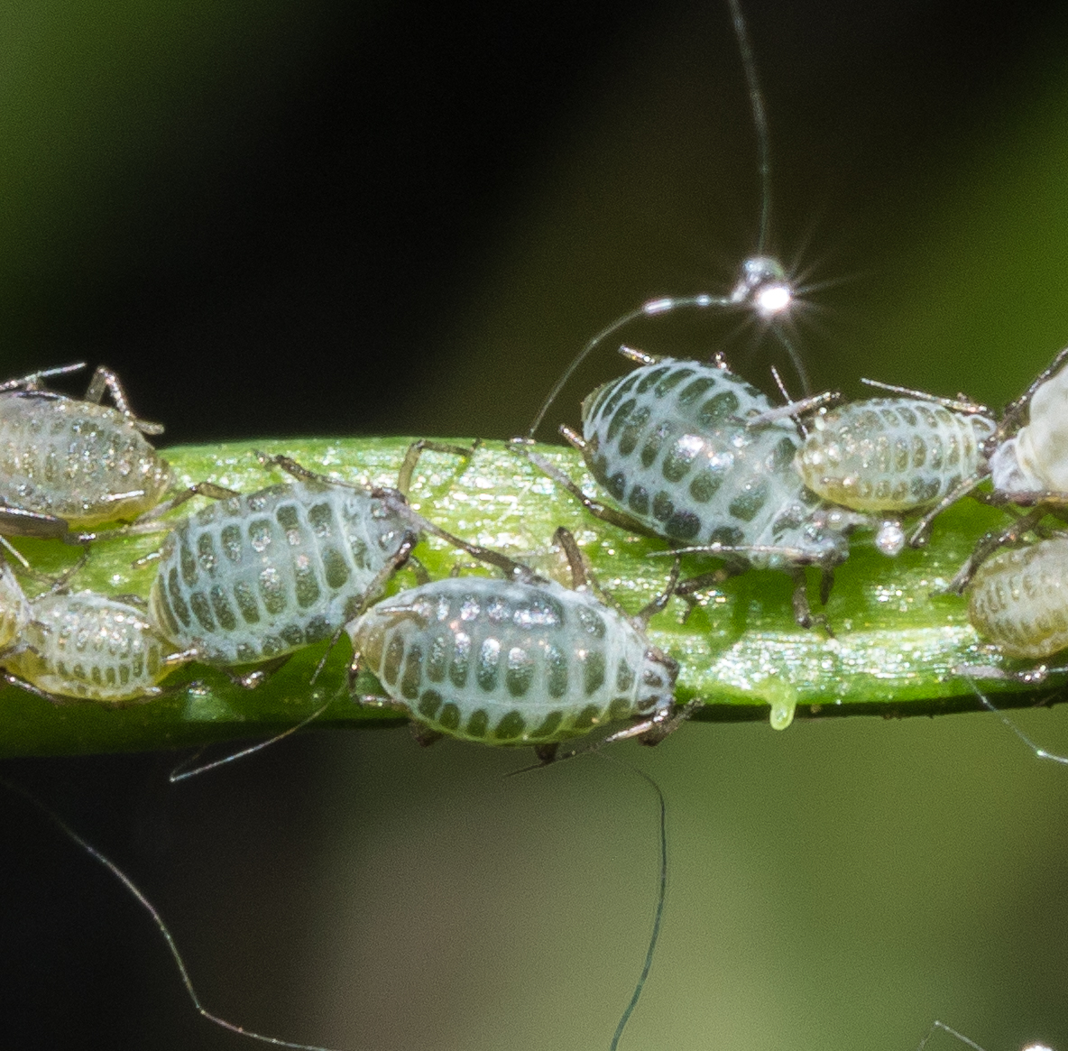 Turnip aphid.