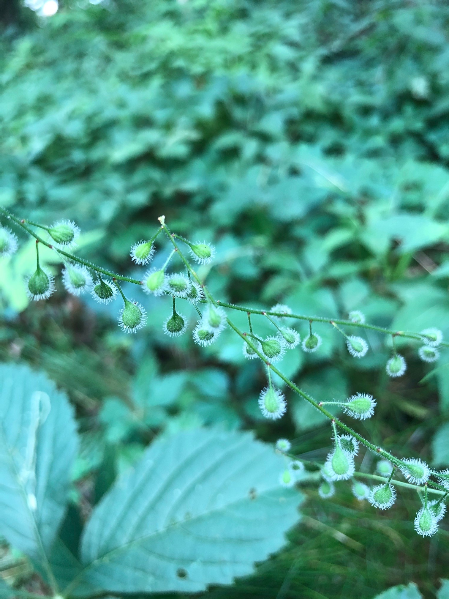 The photo is of enchanter's nightshade fruit.  The fruit is a 2 celled ovary that is green and covered with stiff hooked hairs. 