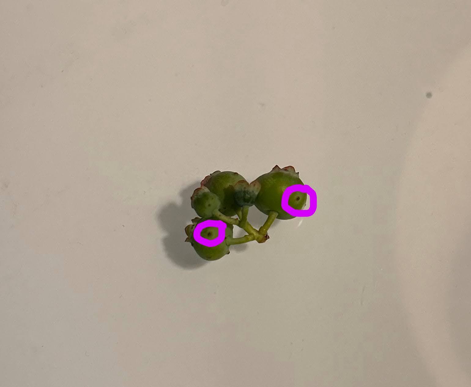 ThripsDamage.jpg