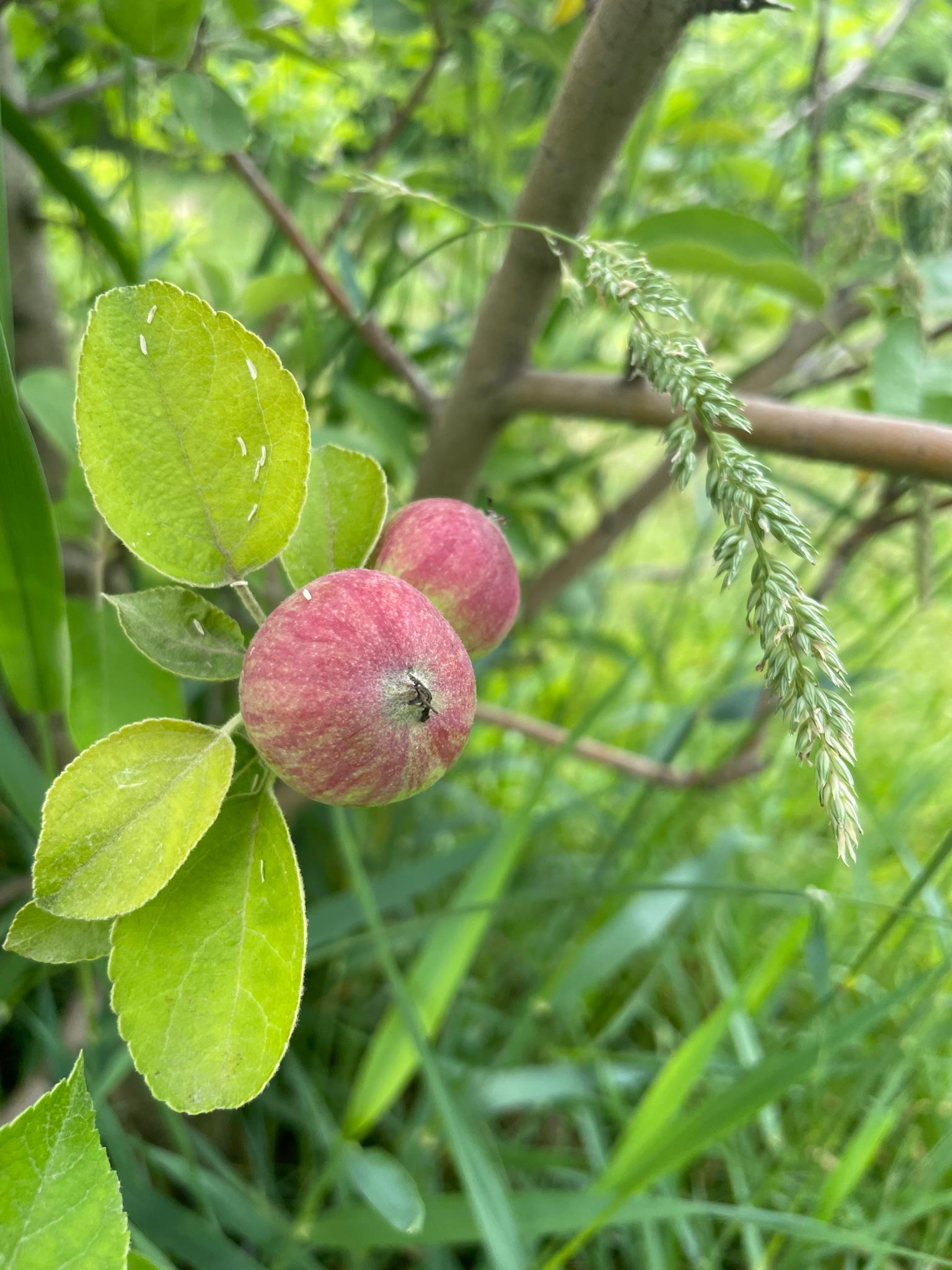 Apple fruitlets