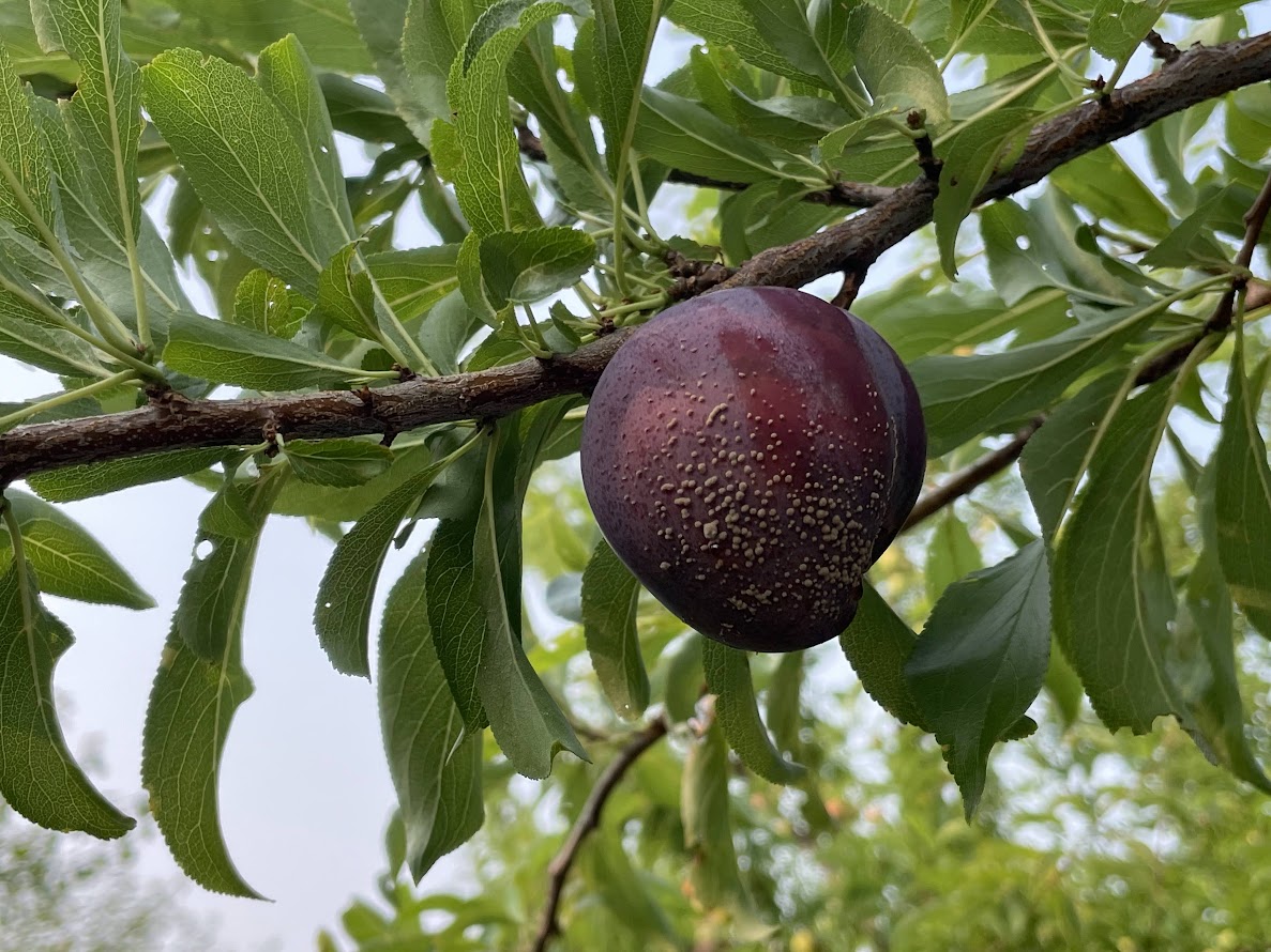 Brown rot on plum