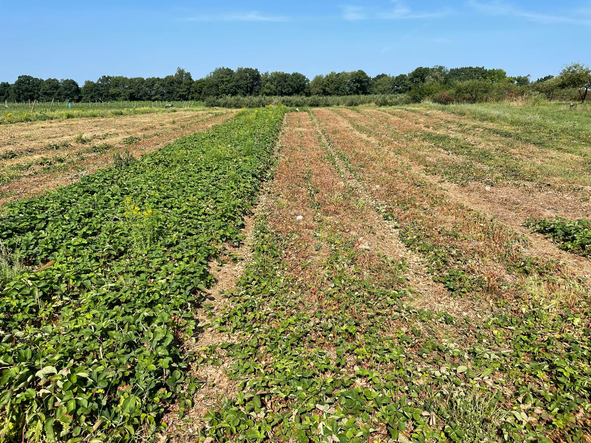 Strawberry field partially renovated