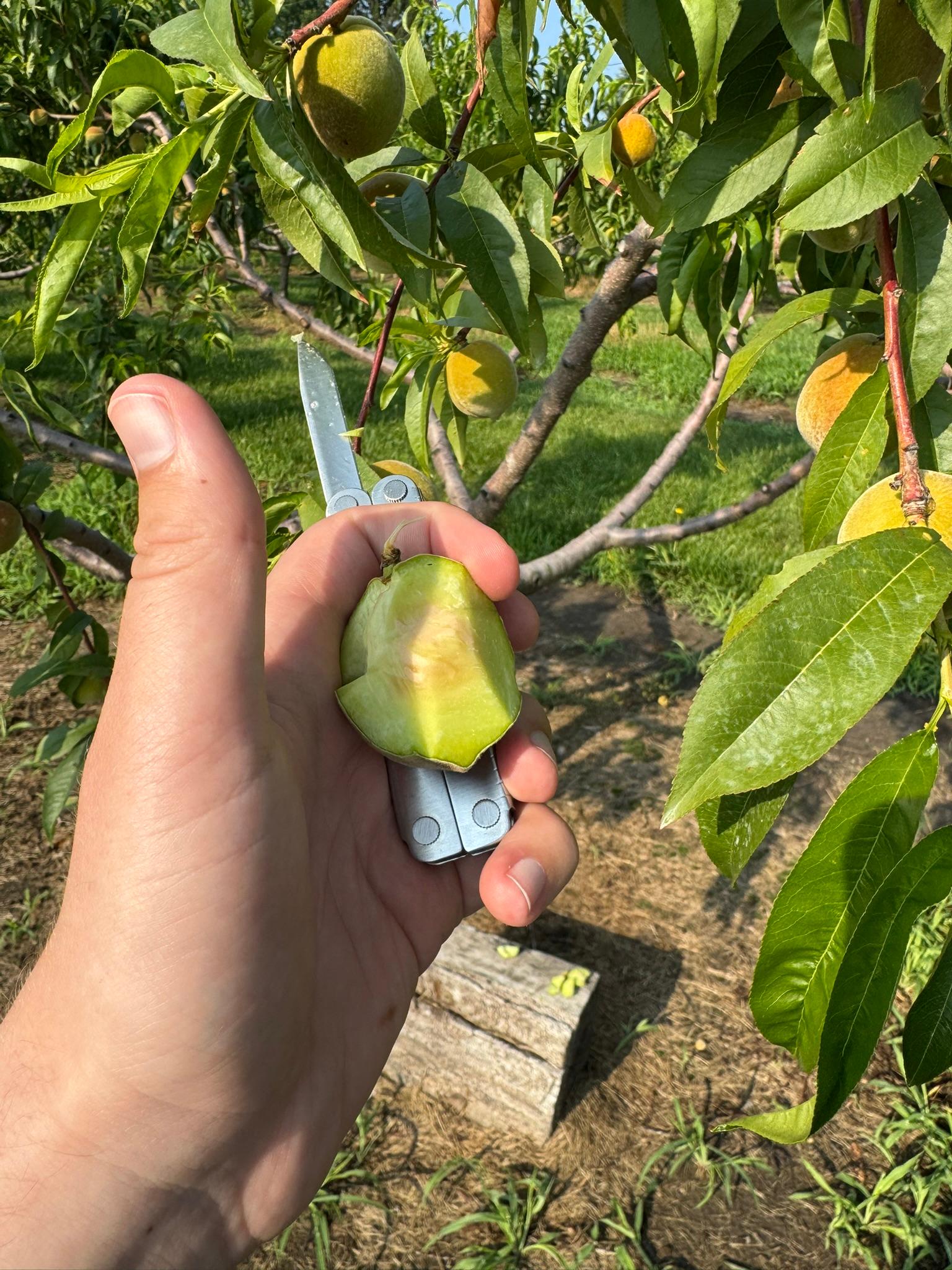 Peach_HardPit_Kreps_June27.JPEG