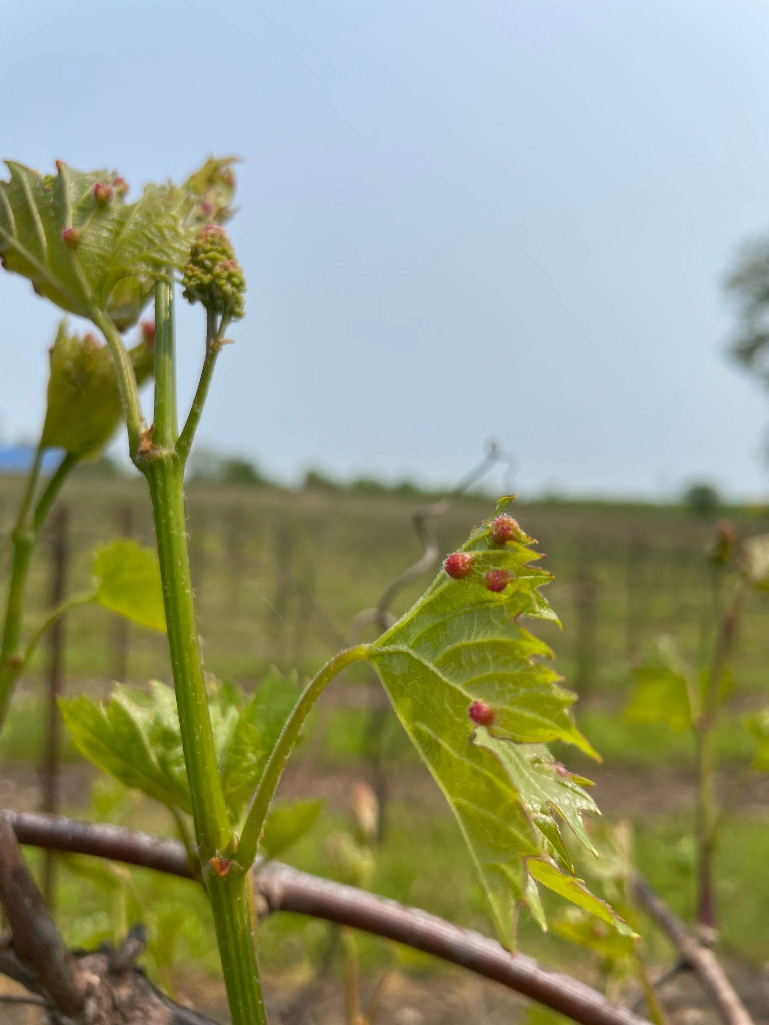 Grape buds swelling.