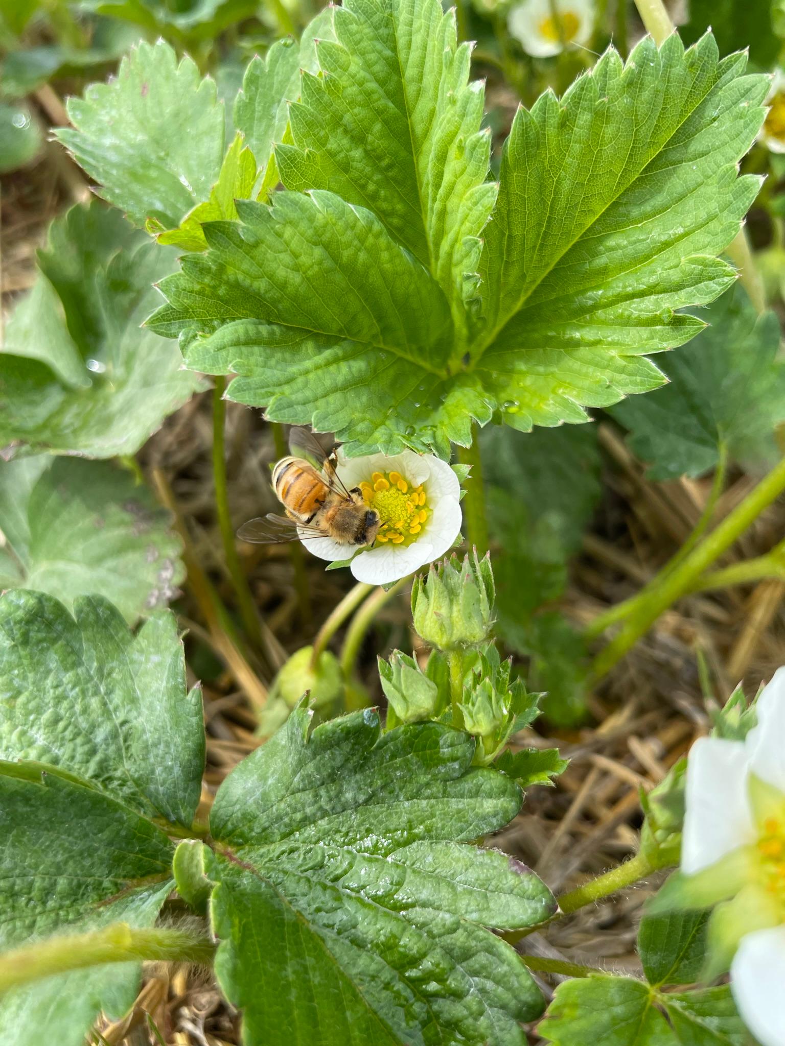 Fruit set in field strawberry 