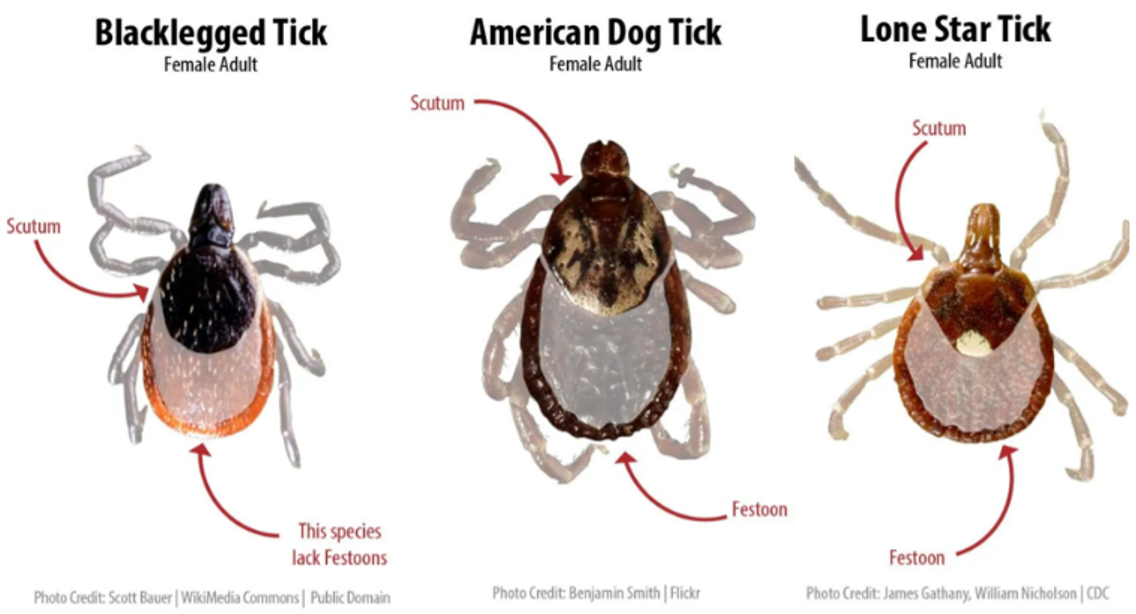 Different types of ticks