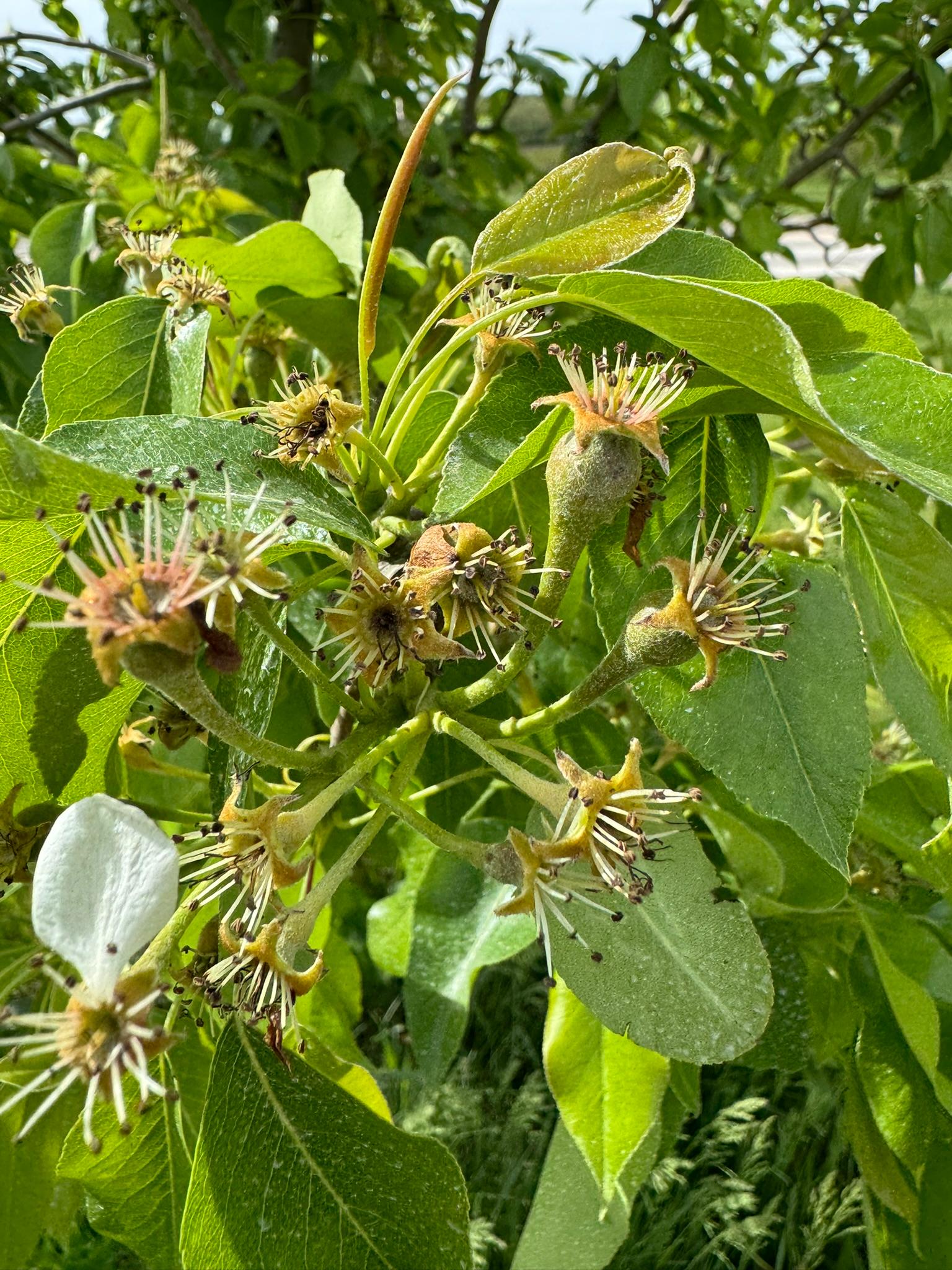 Pear_FruitSet_Spicers_May6_2024.JPEG