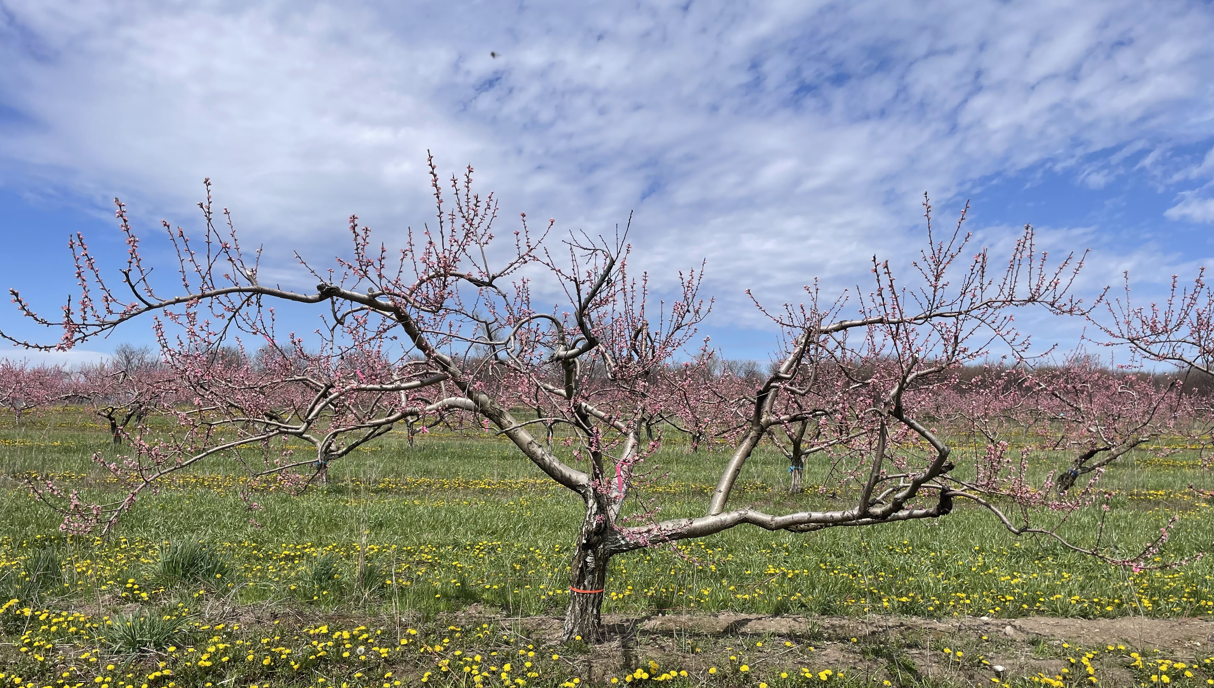 Peach tree in bloom.