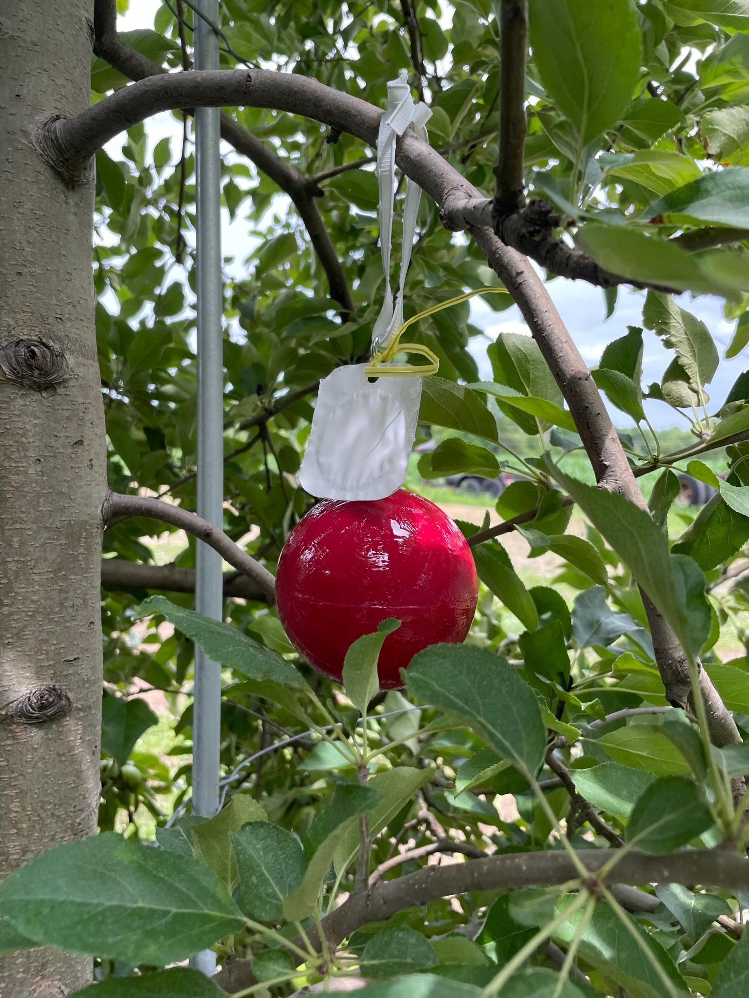 An apple maggot trap hangs from a tree.