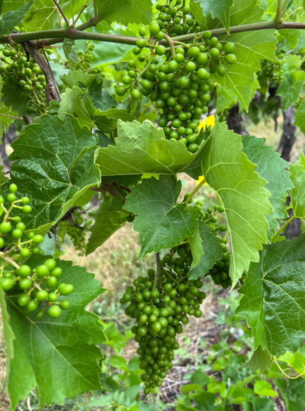 Developing chancellor grapes