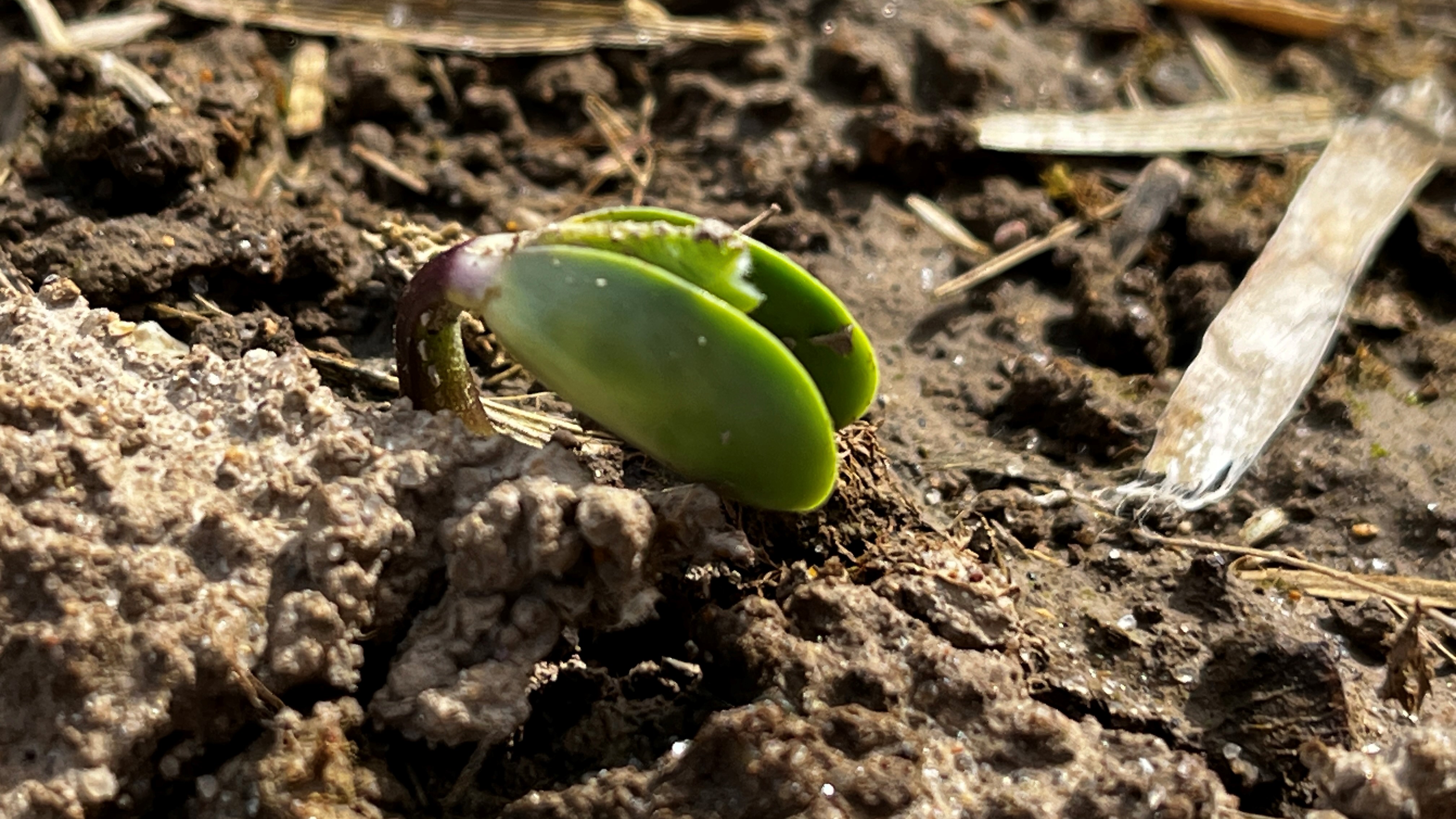 Thinking about rolling soybeans? - Soybeans