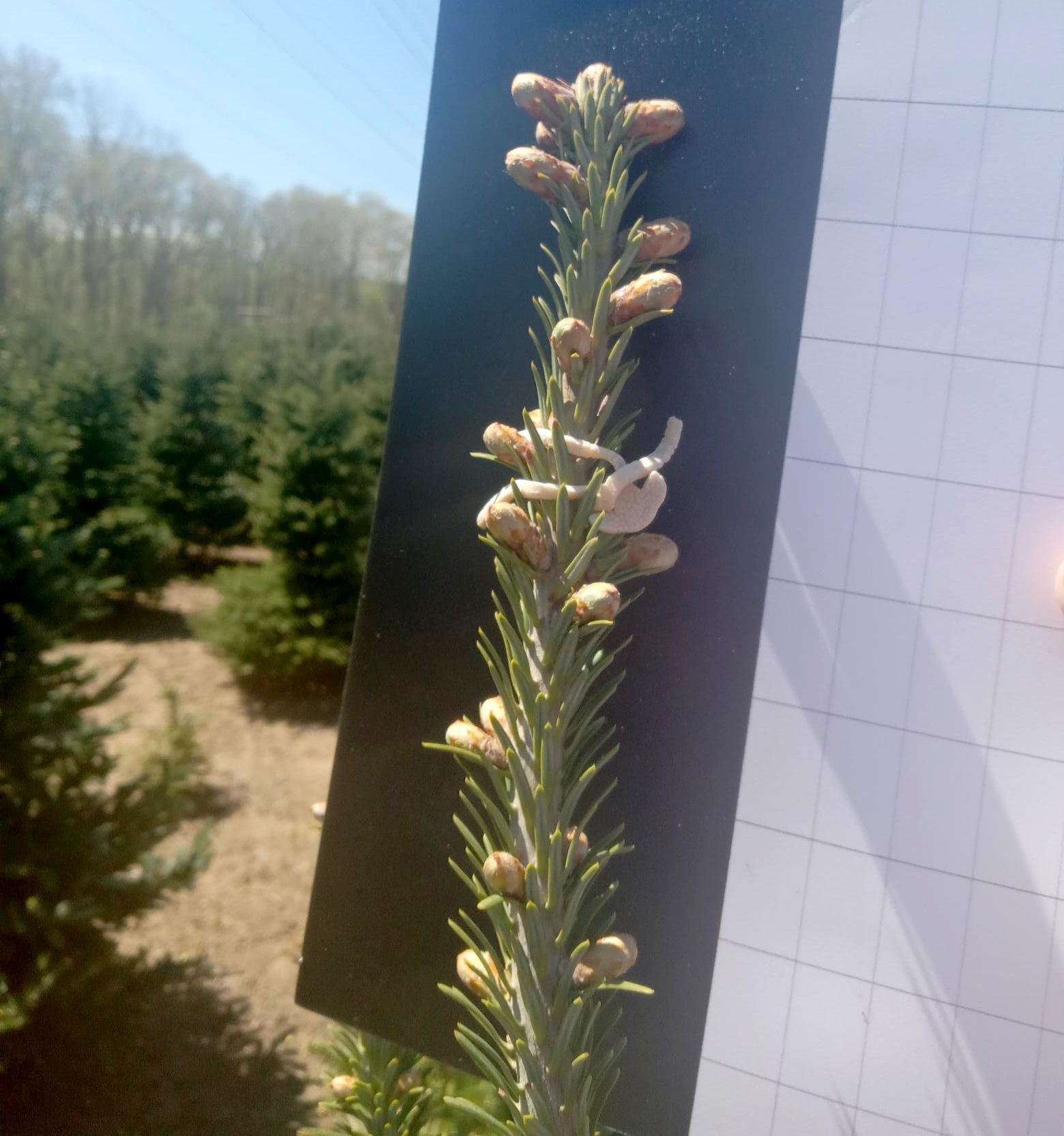 Christmas tree farm update – May 1, 2026 - Christmas Trees