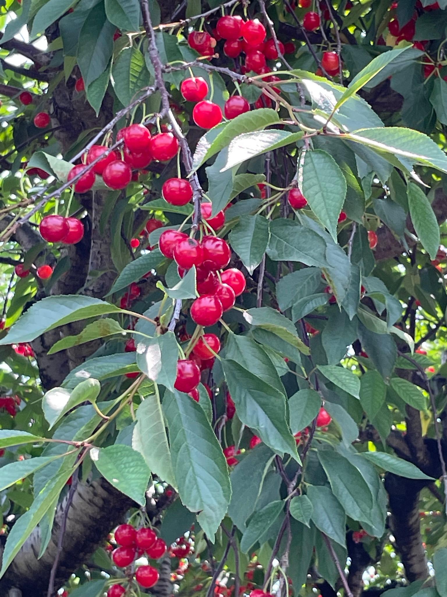 Tart cherries