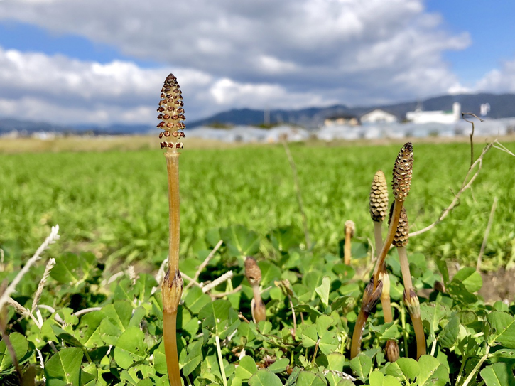 Horsetail growing in a field crop.