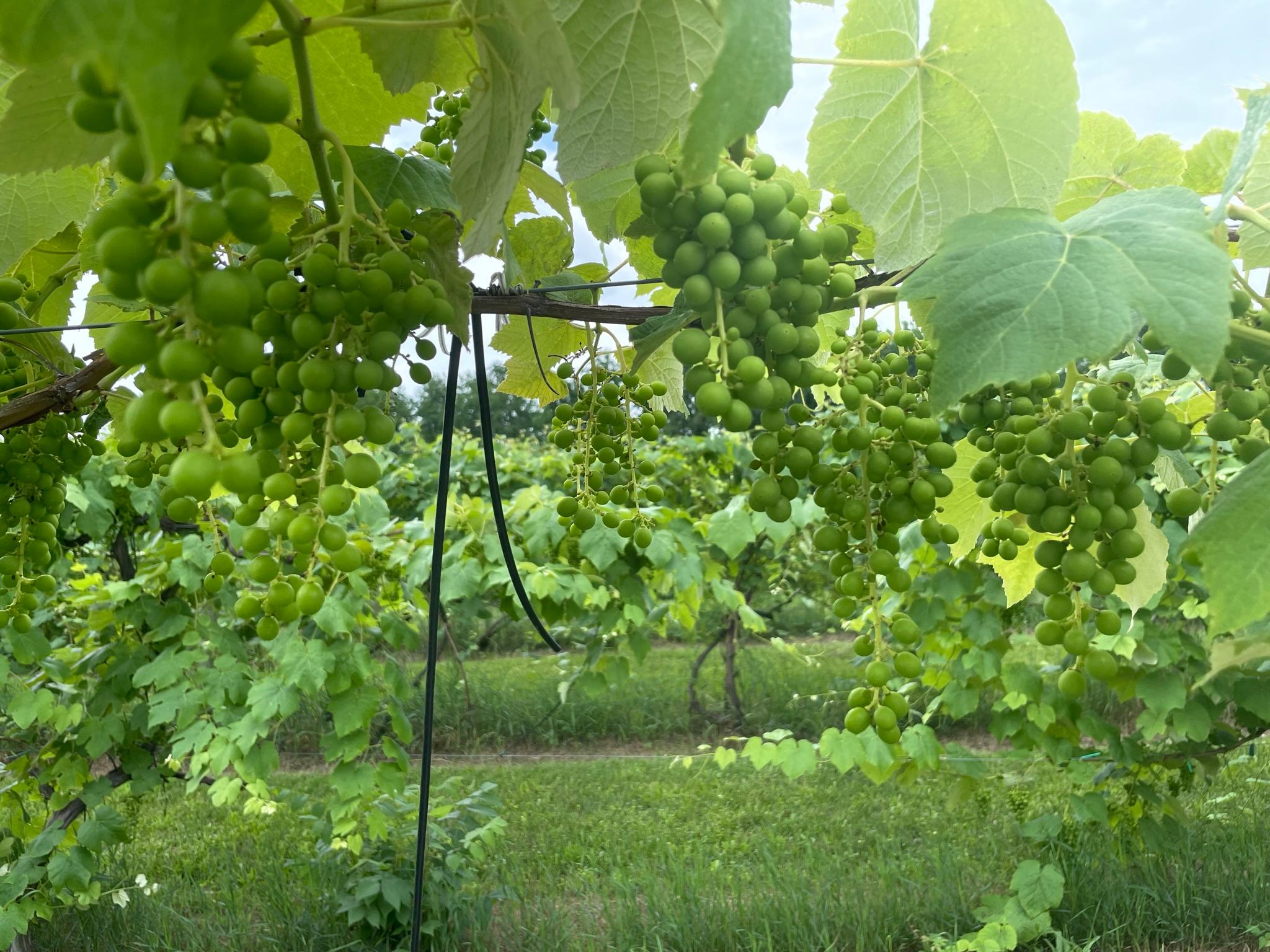 Seedless table grapes