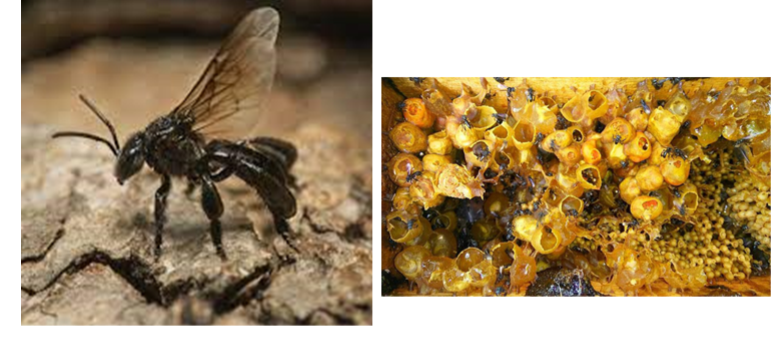 Stingless Bees.png
