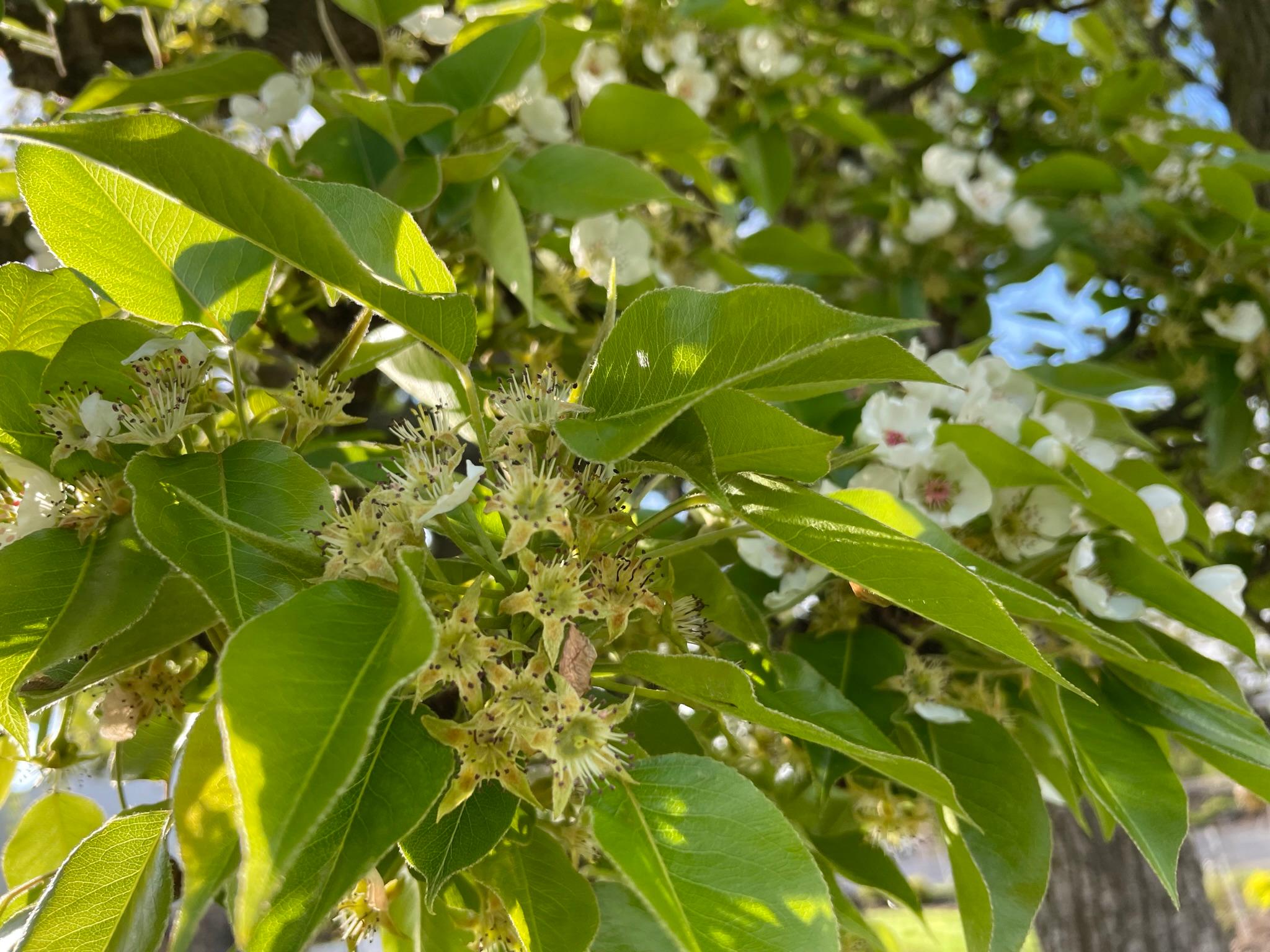 Pears at petal fall.