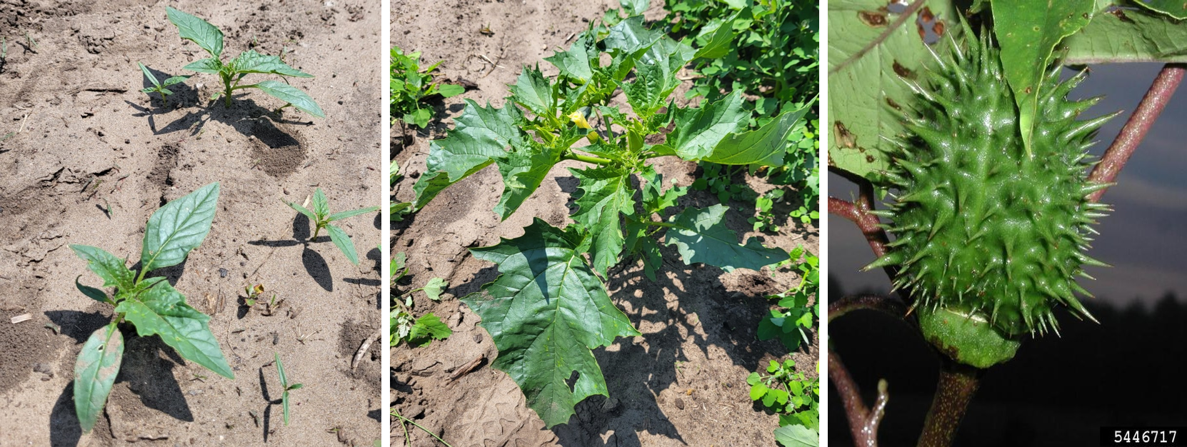 Jimsonweed