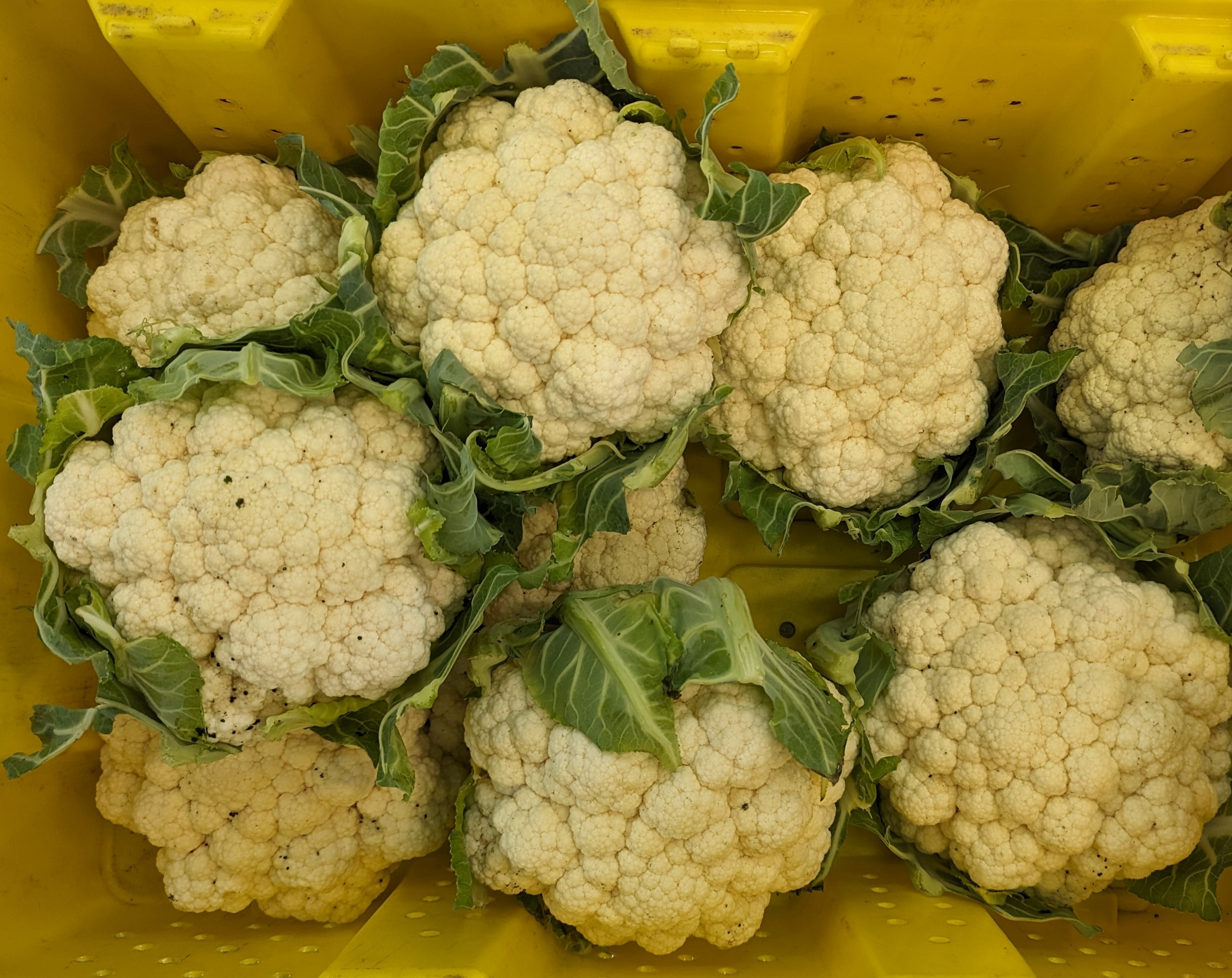 A decent crop of summer cauliflower, but for the frass on 40% of it. Photo by Ben Phillips, MSU Extension.
