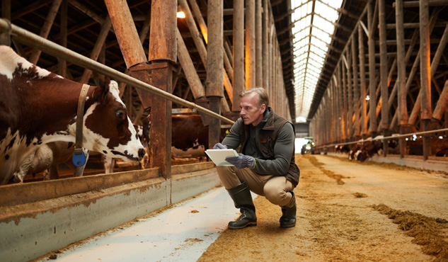 Farm manager inspecting dairy herd.