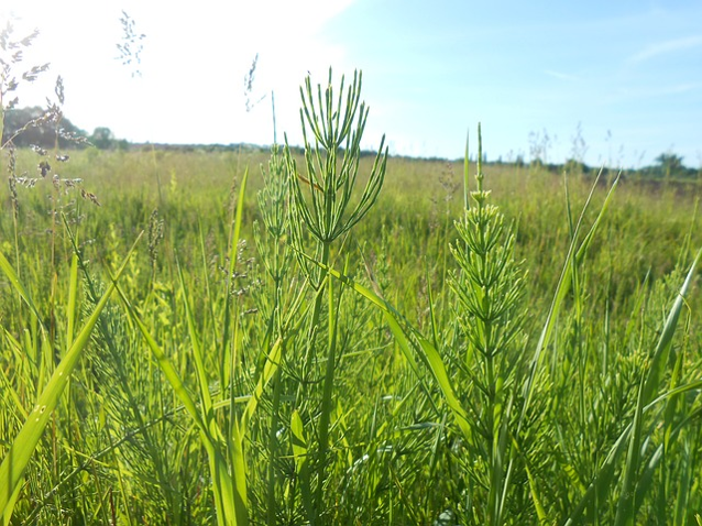 Horsetail growing in a meadow.