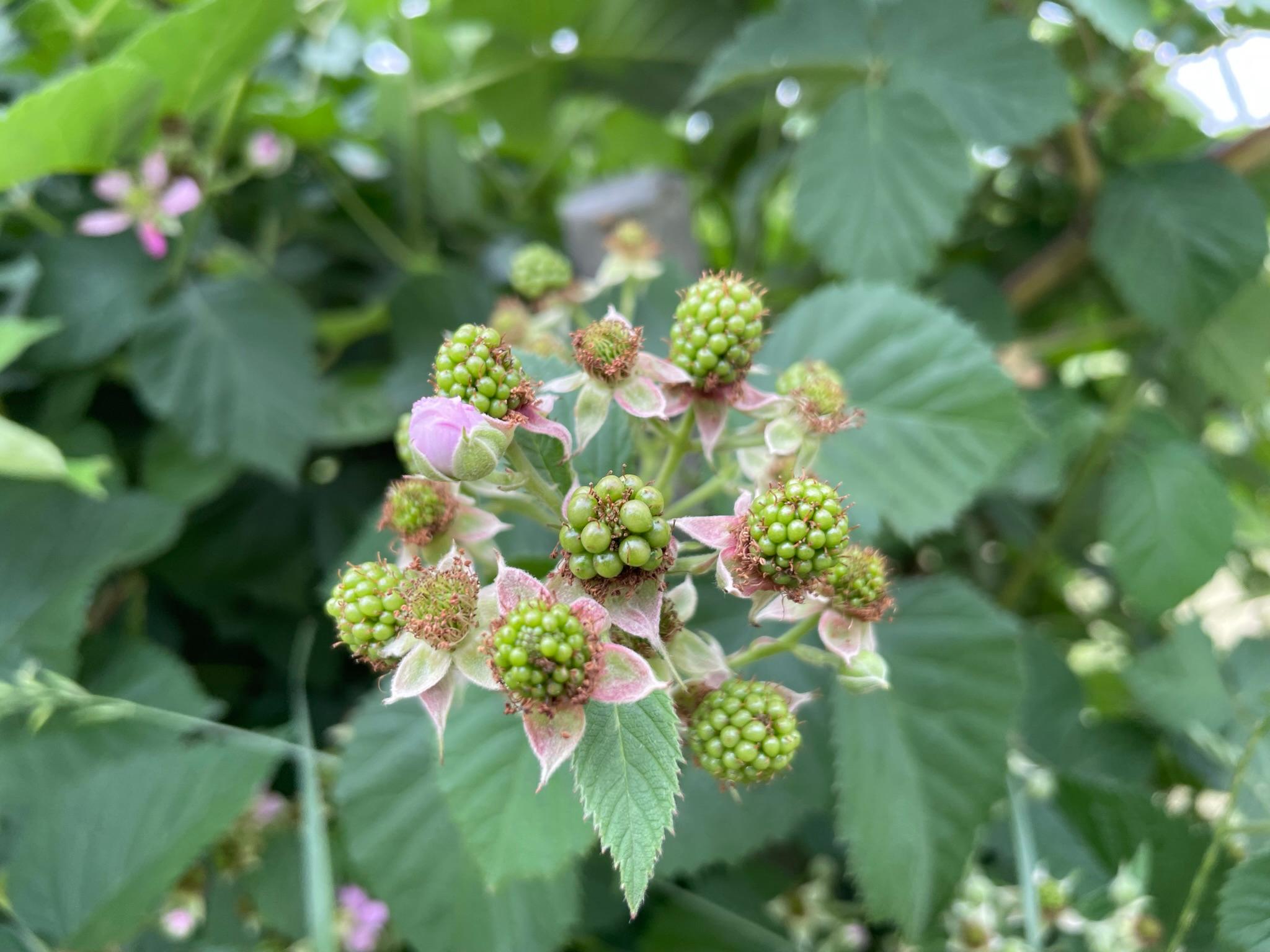 Blackberry fruitlets