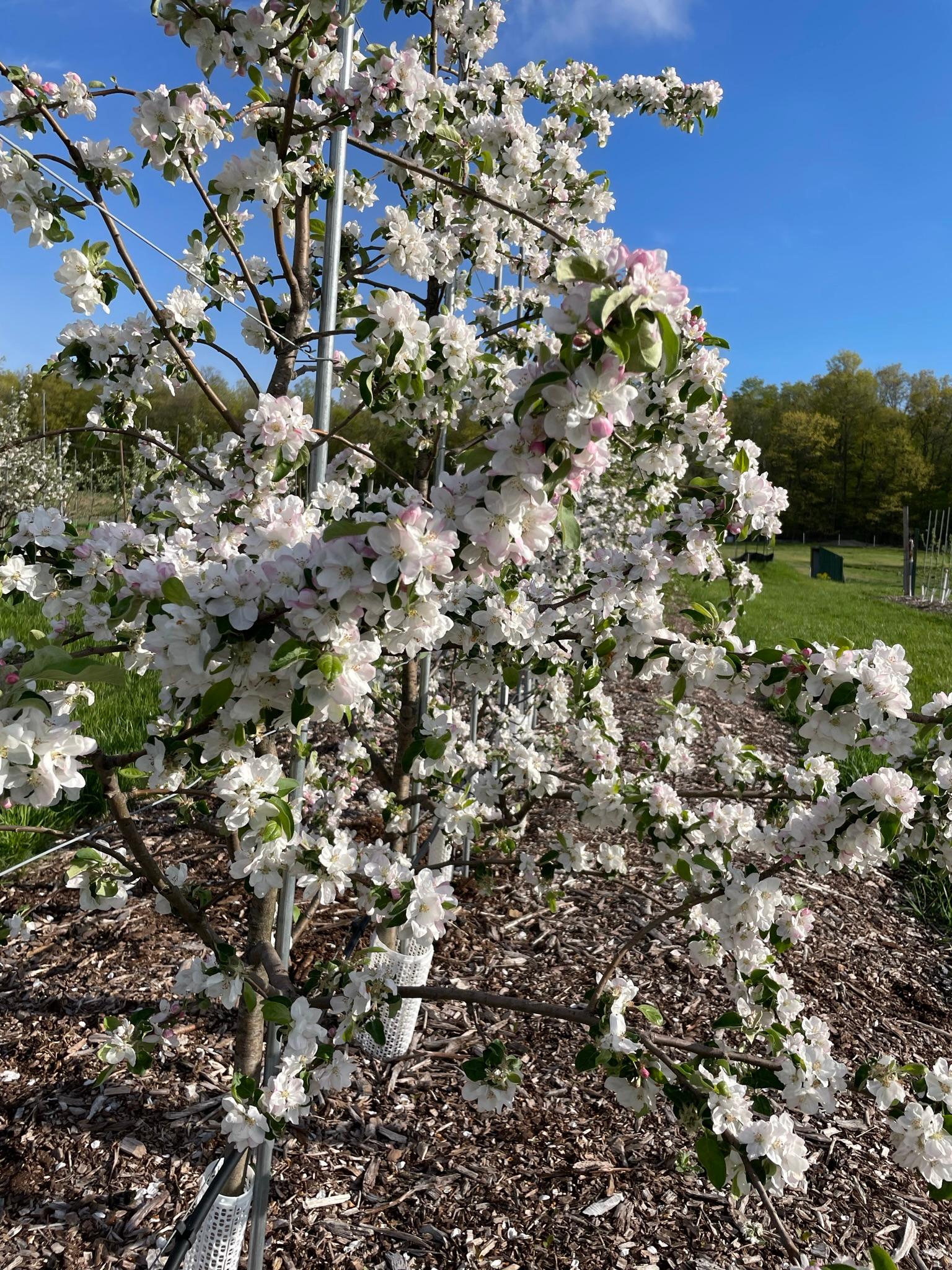 Apples in bloom.