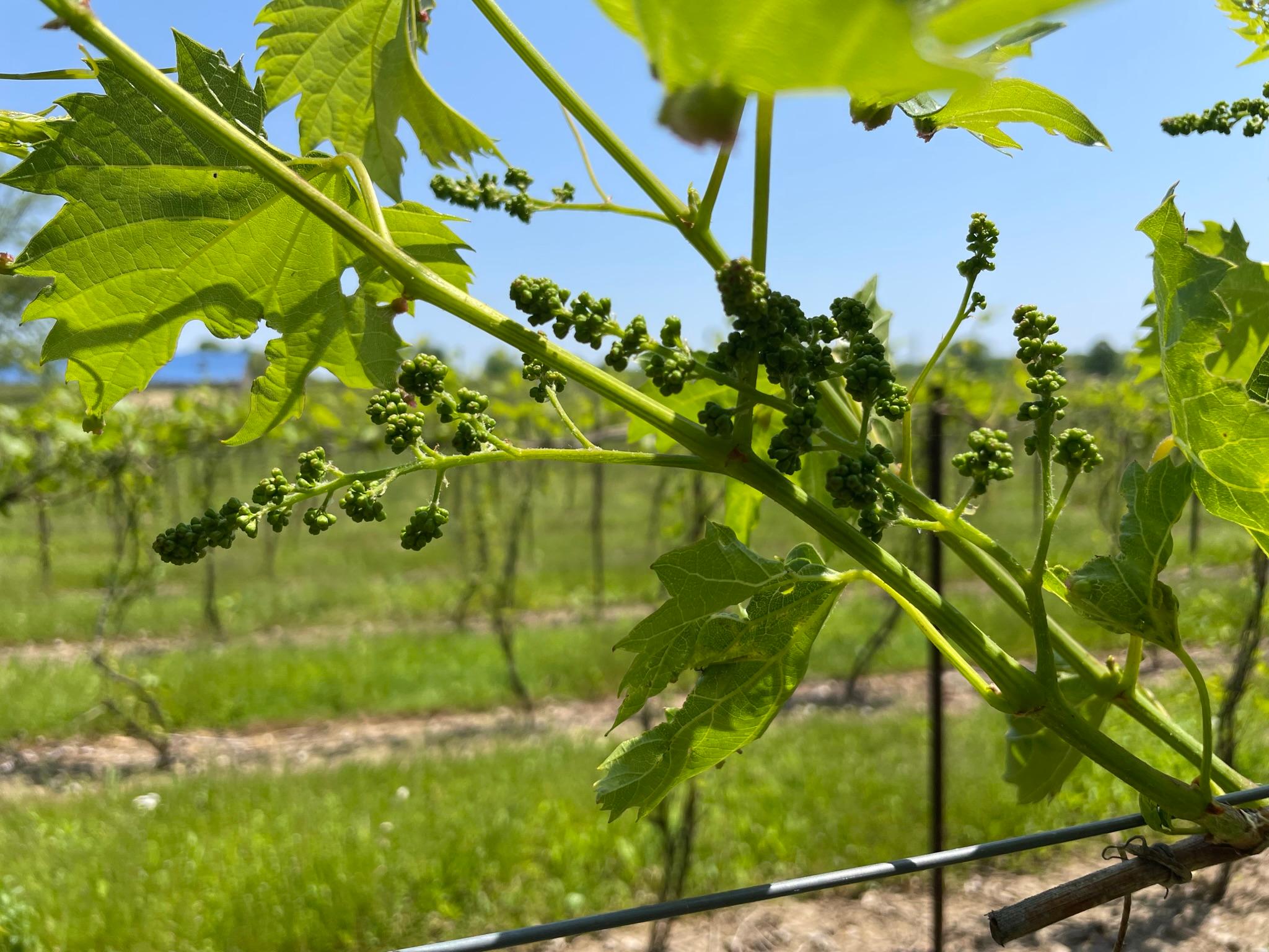 Inflorescence swelling in Frontenac grapes 