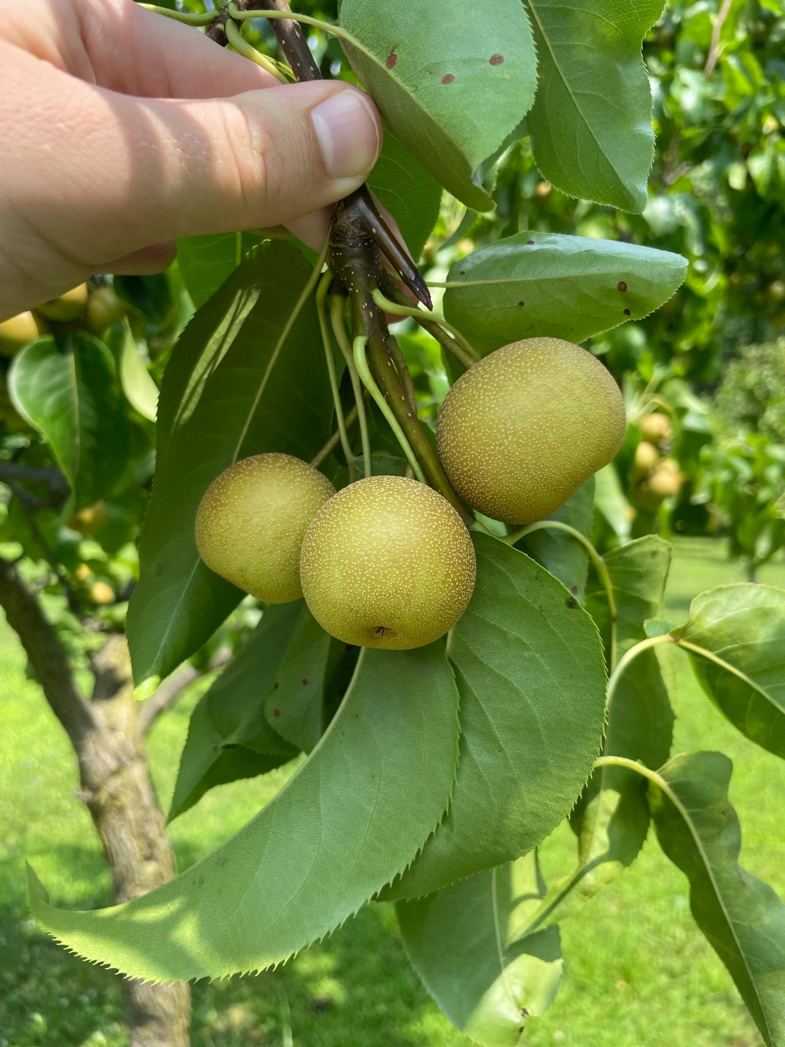 An Asian pear fruit hanging from a tree.