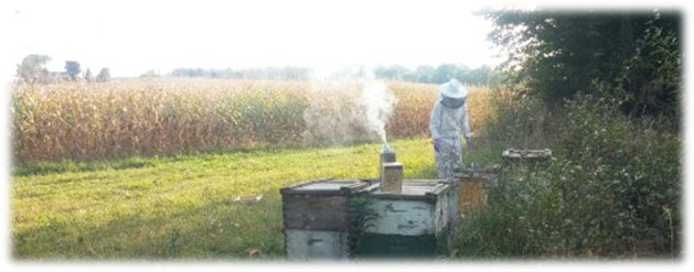 Beekeeper near beehives