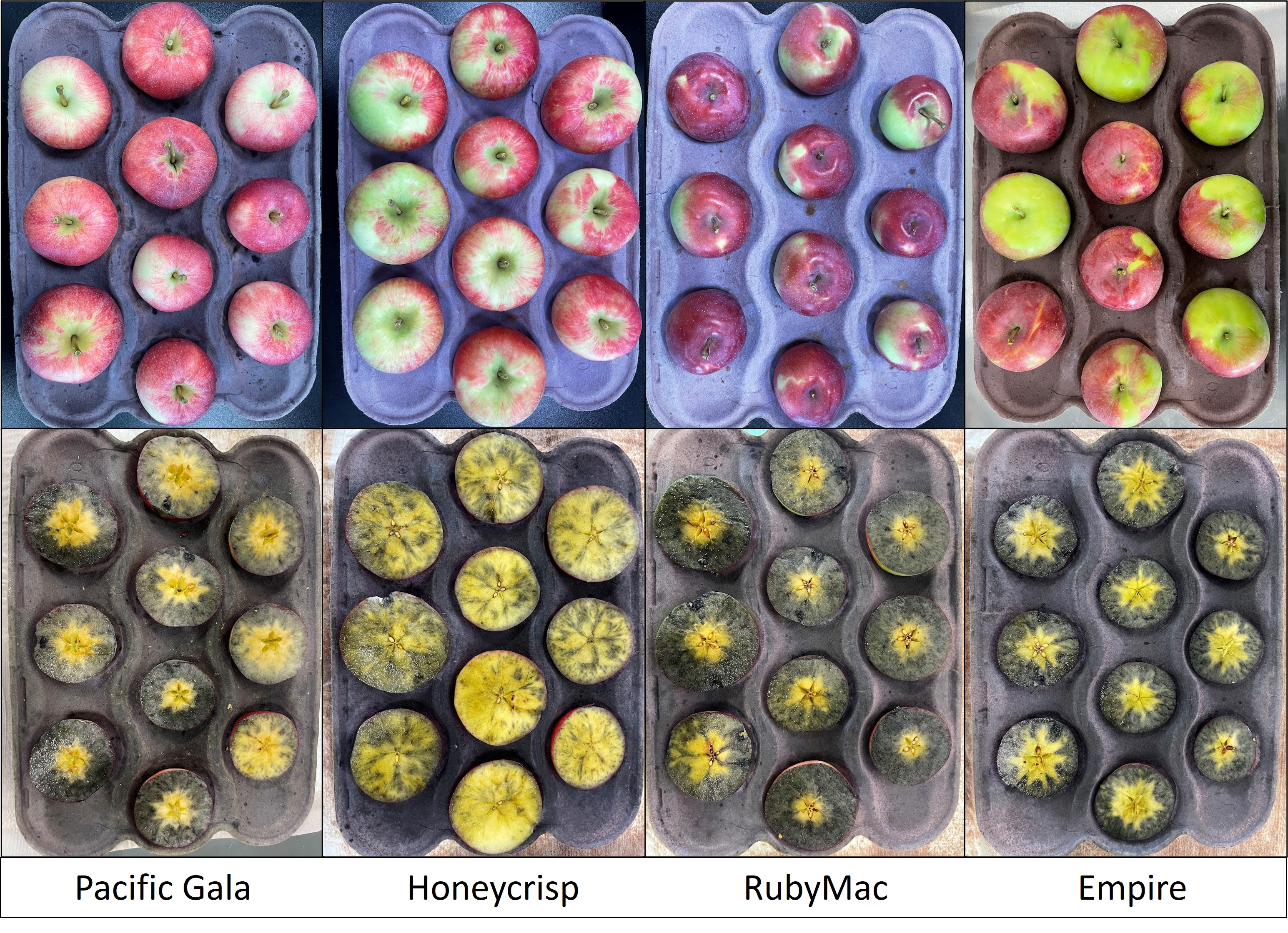 Different apple varieties.