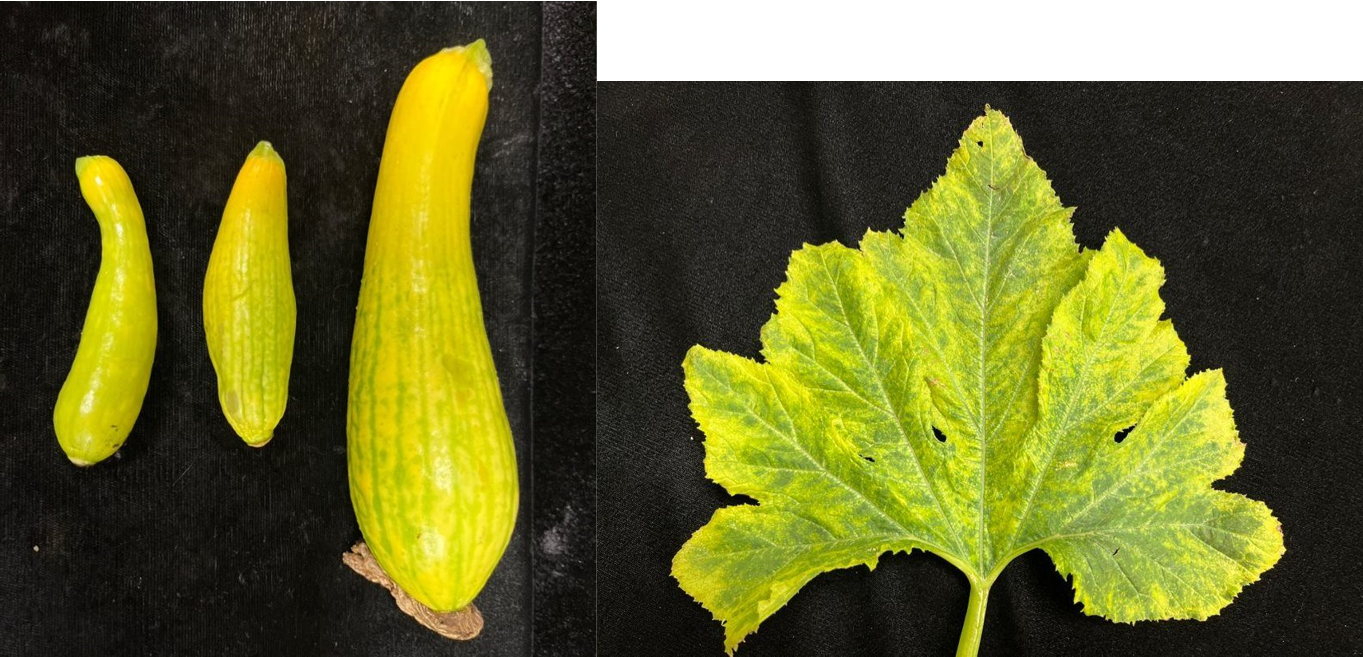 yellow fruits on left yellowing leaf on right